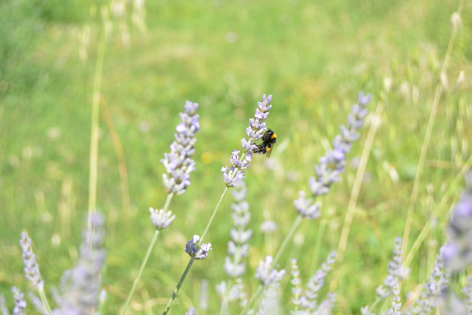 Nikon D5200 sample photo. Bombo, lavender, flowers photography
