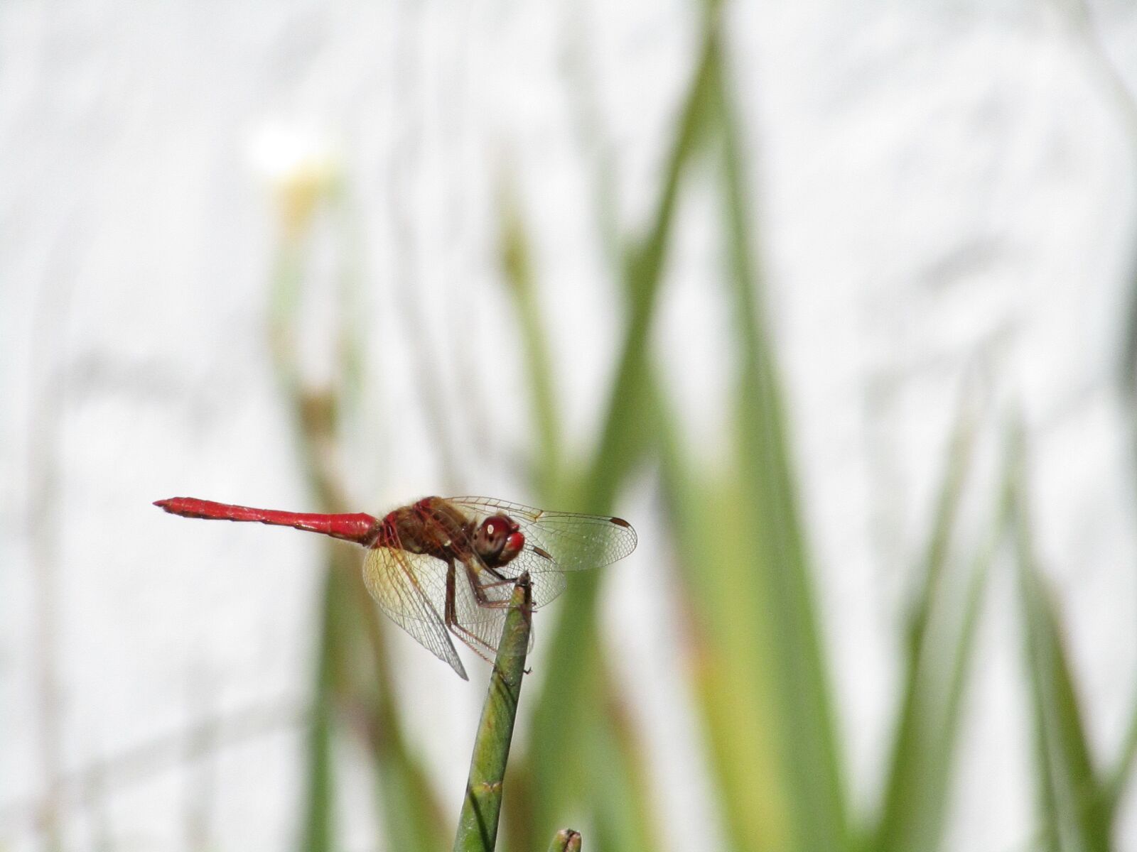 Canon PowerShot SX420 IS sample photo. Dragonfly, nature, insects photography
