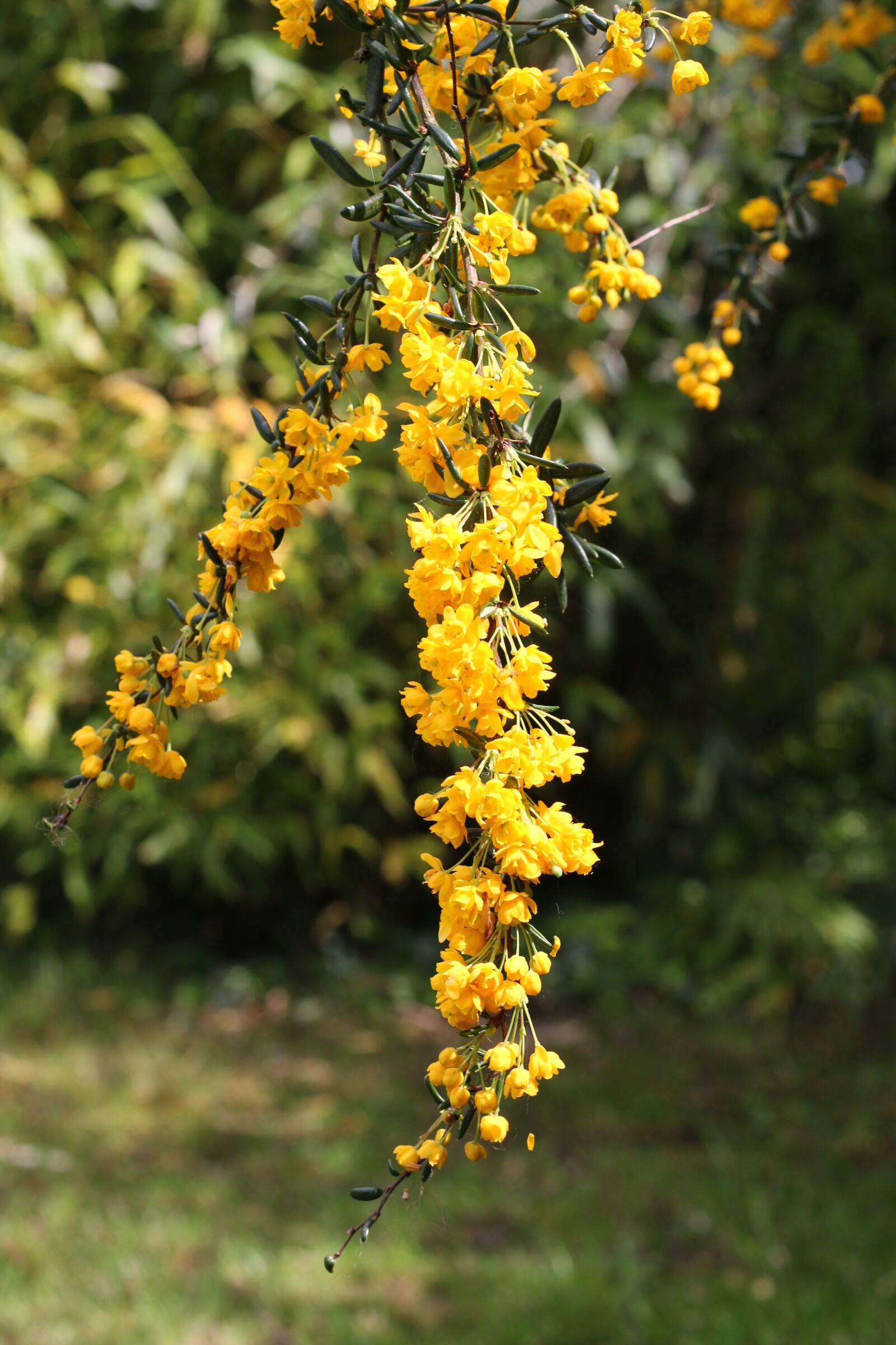 Canon EOS 70D + Canon EF 50mm F1.8 STM sample photo. Berberis, shrub, flowers photography