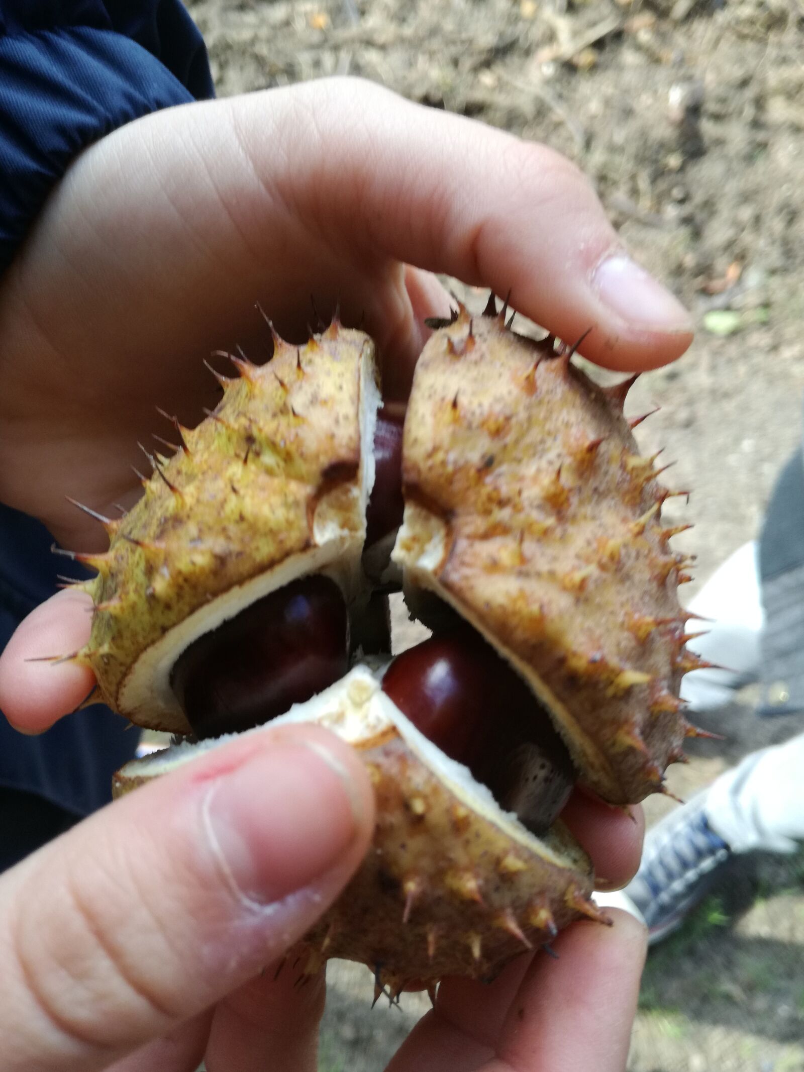 HUAWEI P9 LITE sample photo. Chestnut, tree, child photography