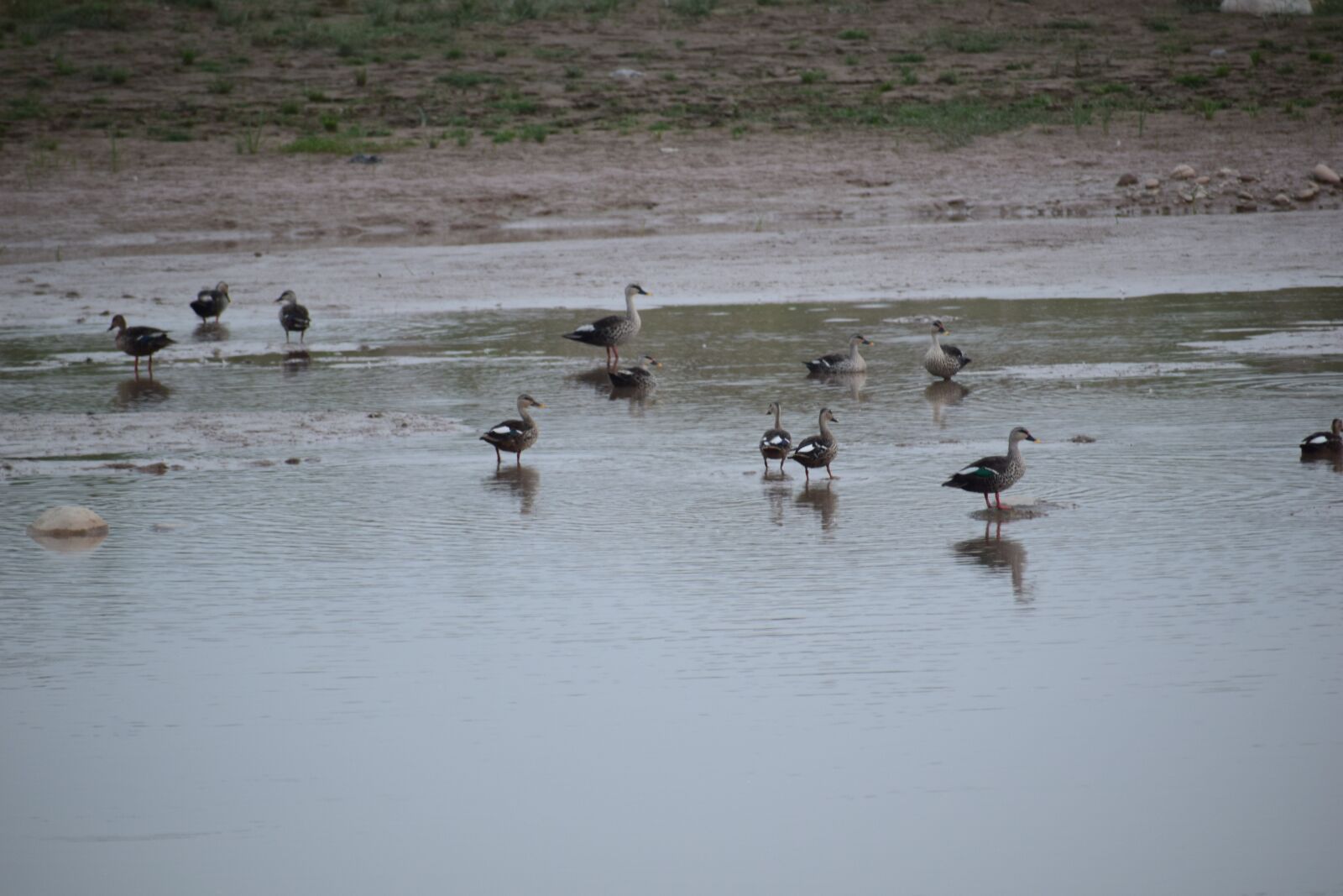 Nikon D3300 sample photo. Landscape, ducks, lake photography