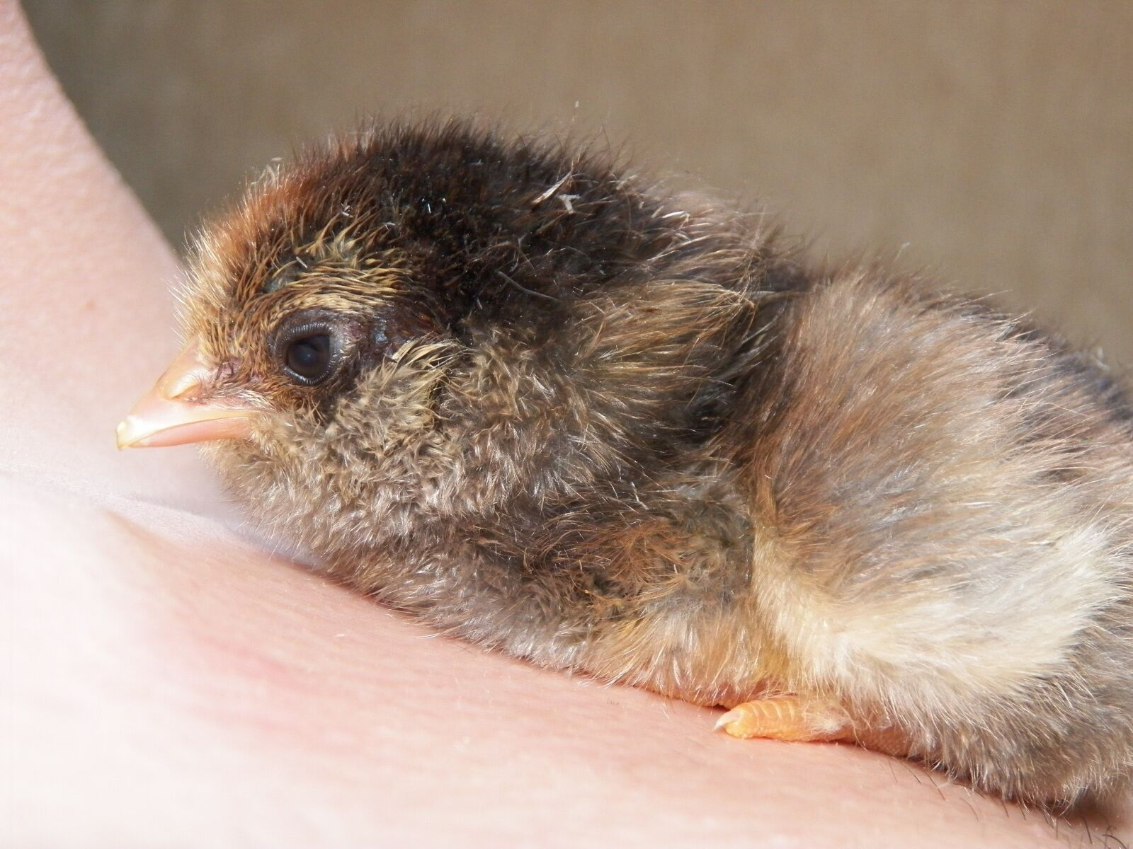 Kodak EasyShare Z990 (EasyShare Max) sample photo. Chick, chicken, farm photography