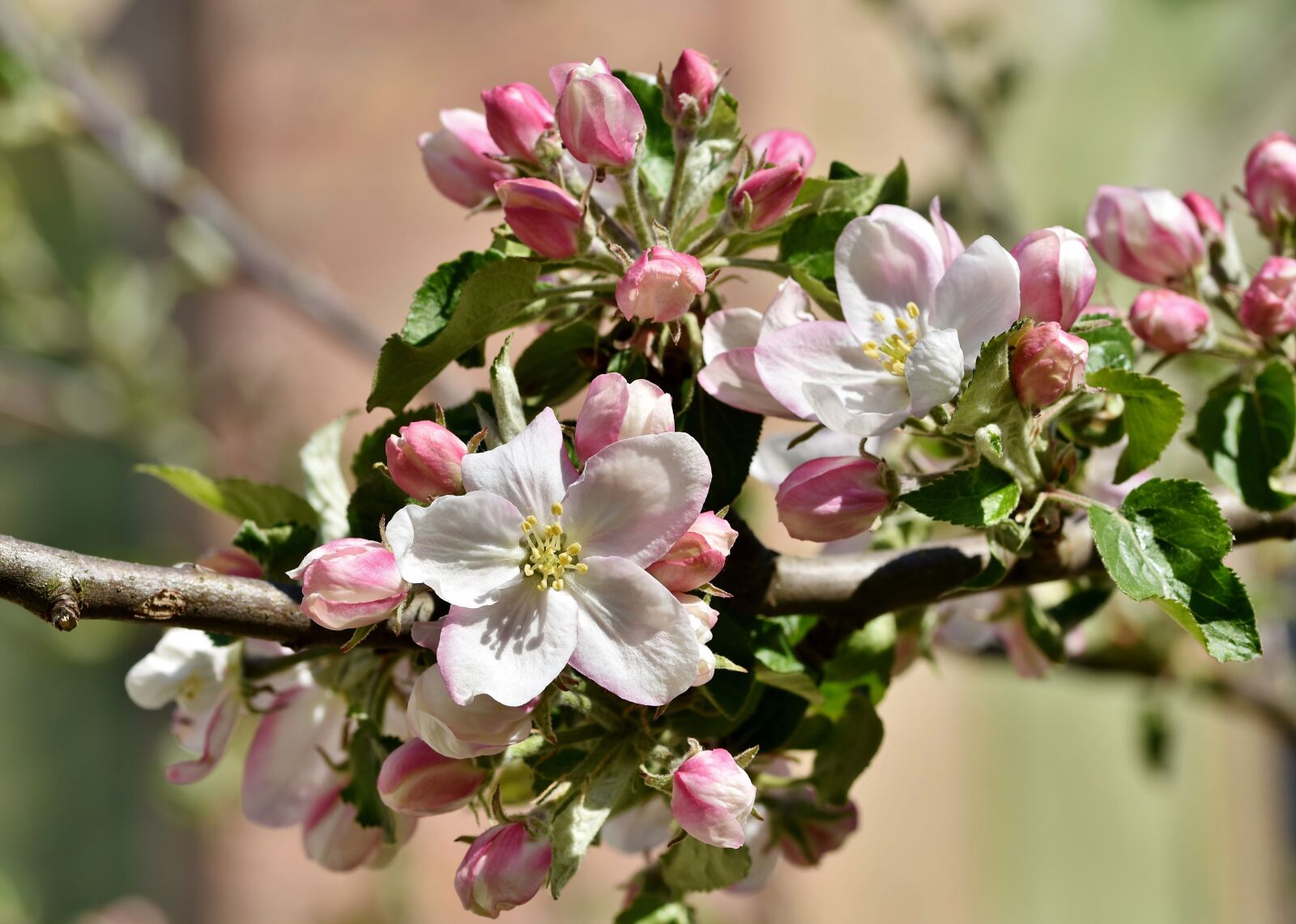 Nikon D7200 sample photo. Apple blossoms, apple tree photography