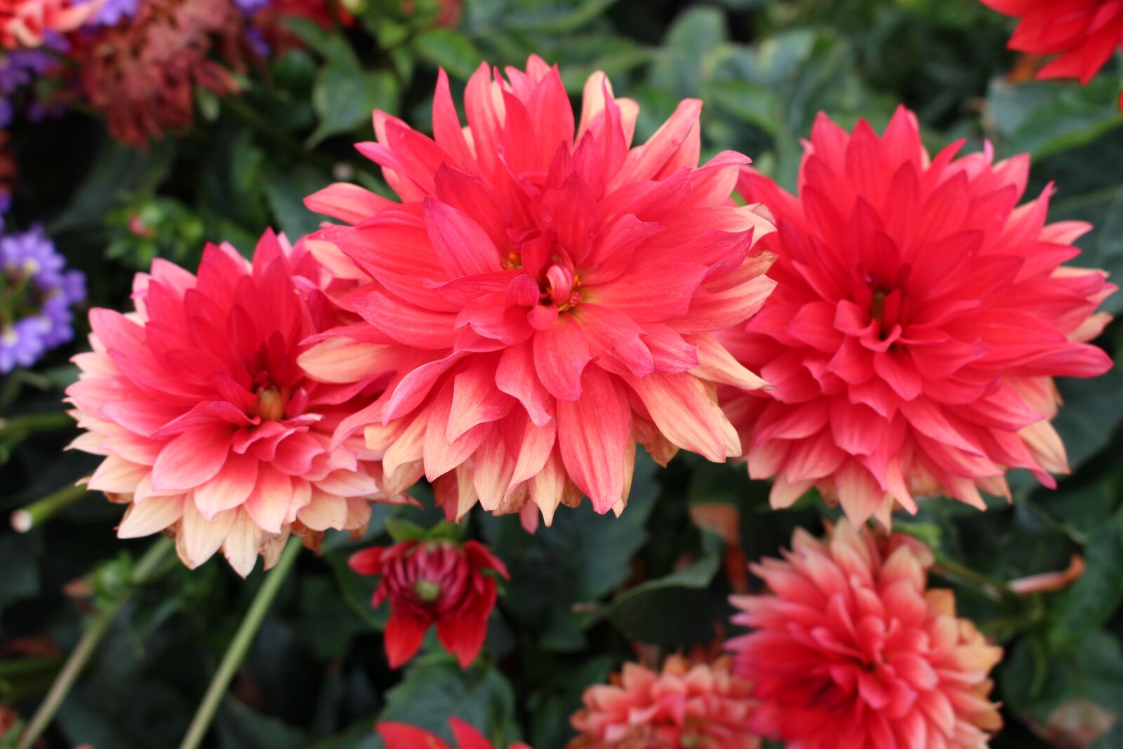Canon EOS 100D (EOS Rebel SL1 / EOS Kiss X7) sample photo. Flowers, color, red photography