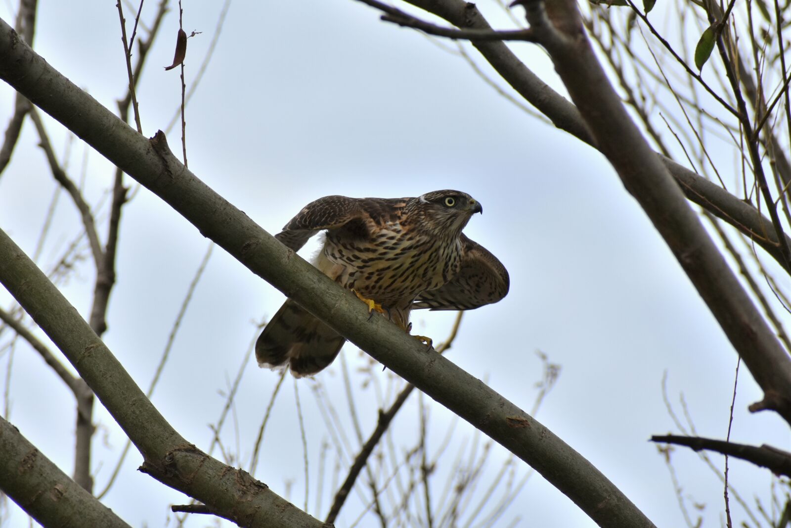 Nikon D7200 sample photo. Animal, wood, bird photography
