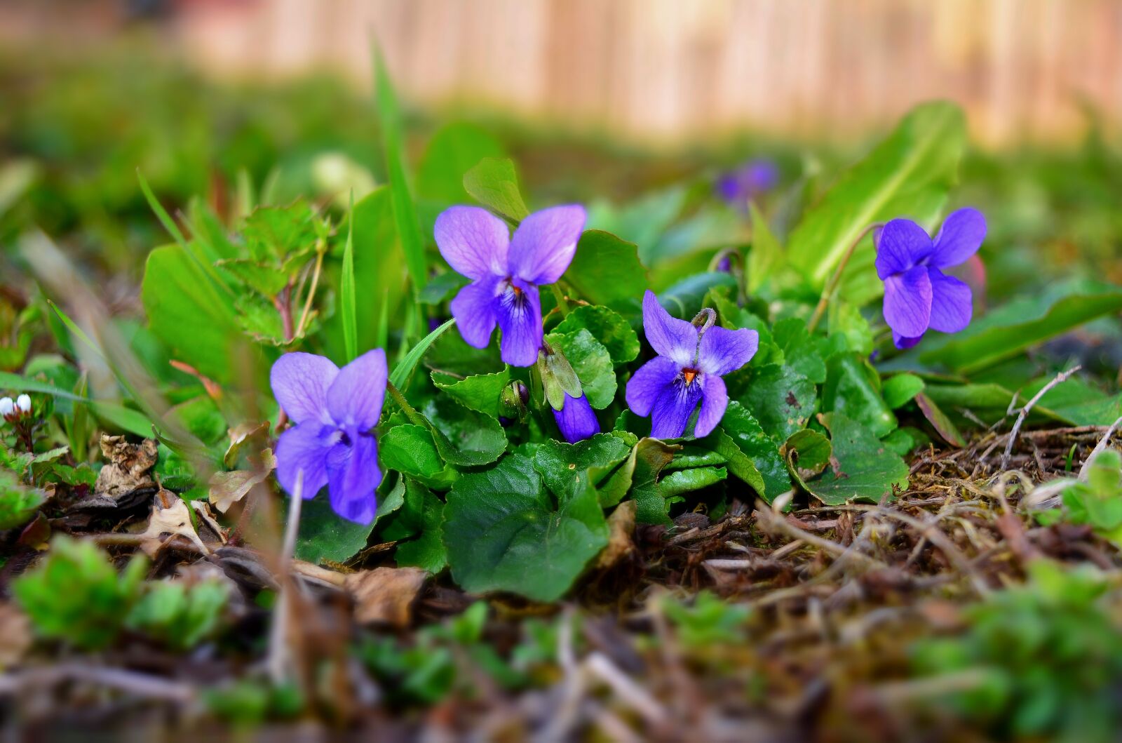 Nikon D5200 sample photo. Violet, forest, spring photography