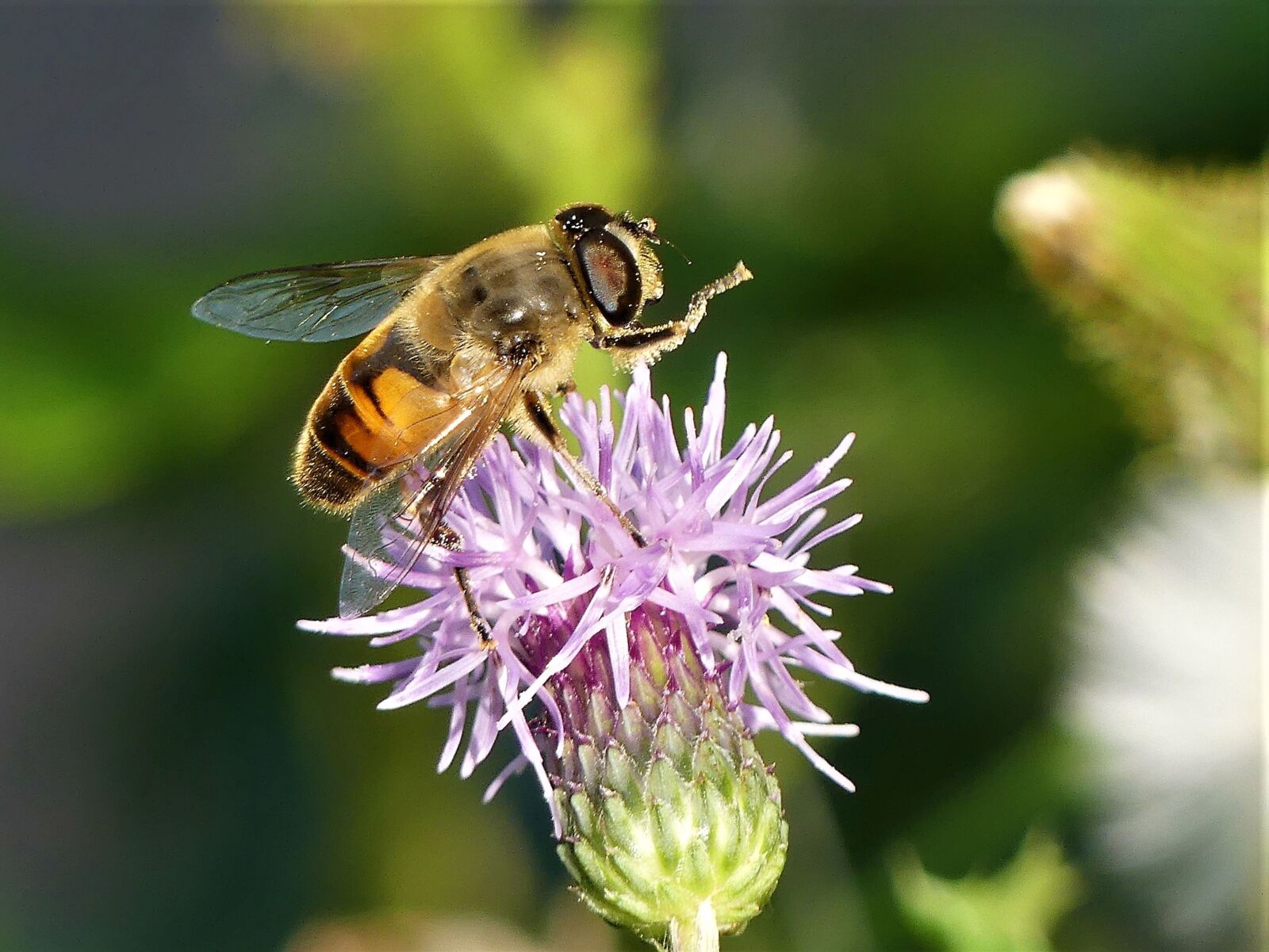Panasonic Lumix DMC-FZ300 sample photo. Wild flower, bee, insect photography