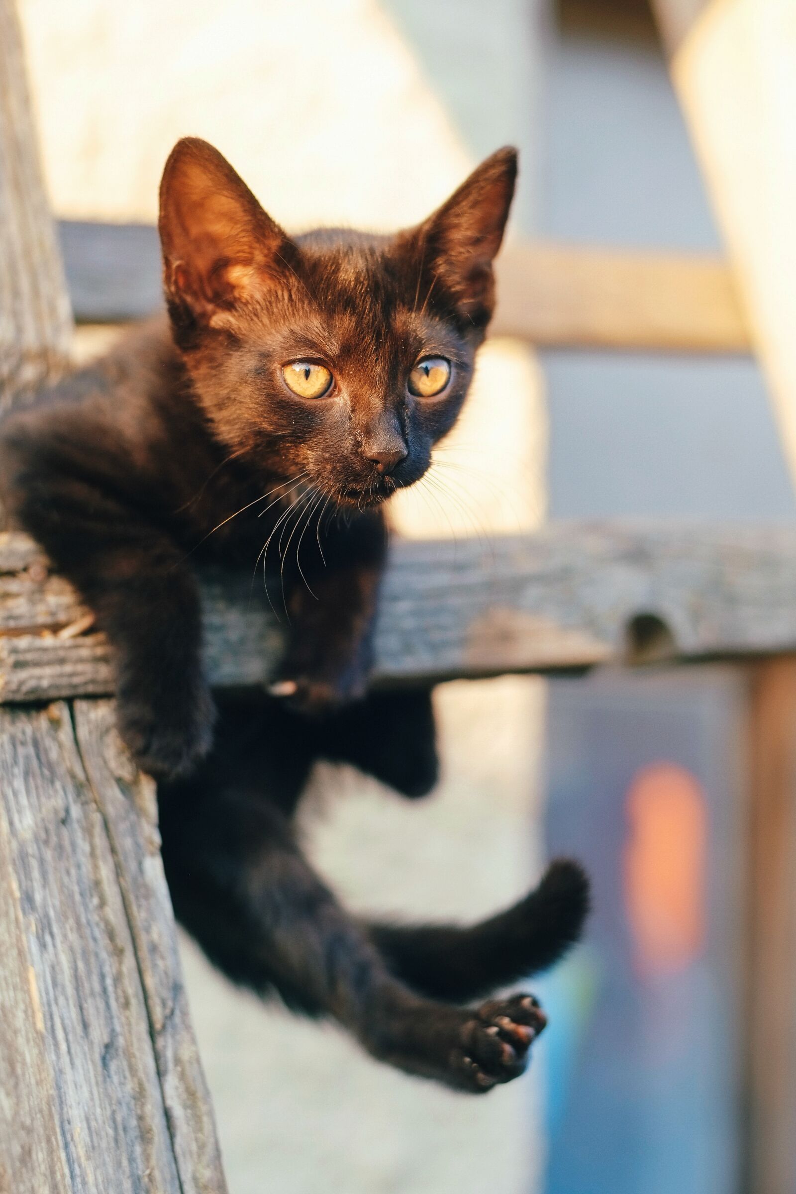 Fujifilm X-E1 sample photo. Cat, kitten, pet photography