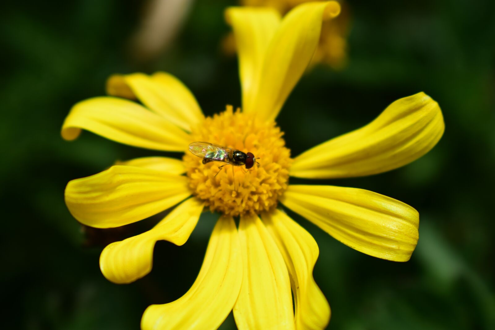 Nikon D3400 sample photo. Nature, flower, summer photography