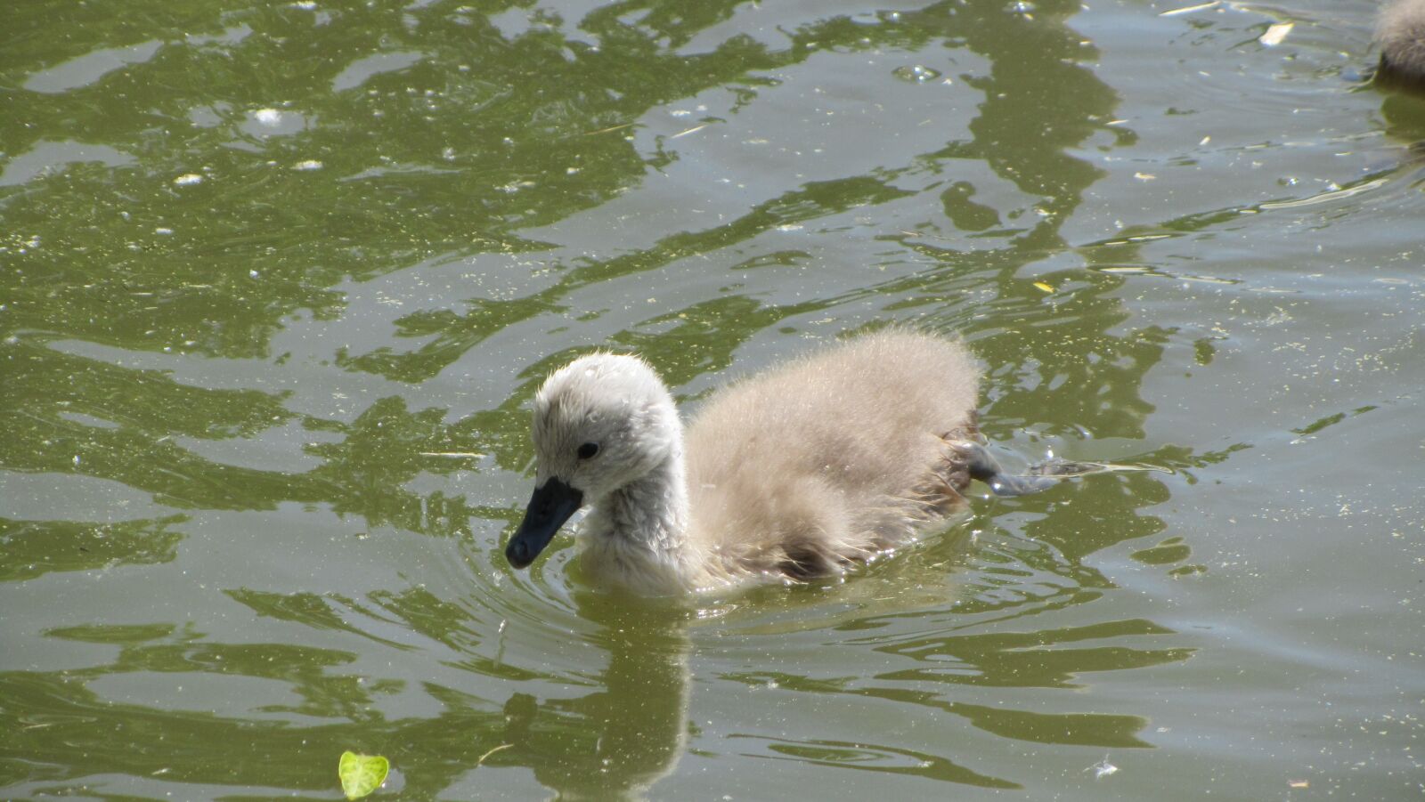 Canon PowerShot SX210 IS sample photo. Swan united, labu tko photography