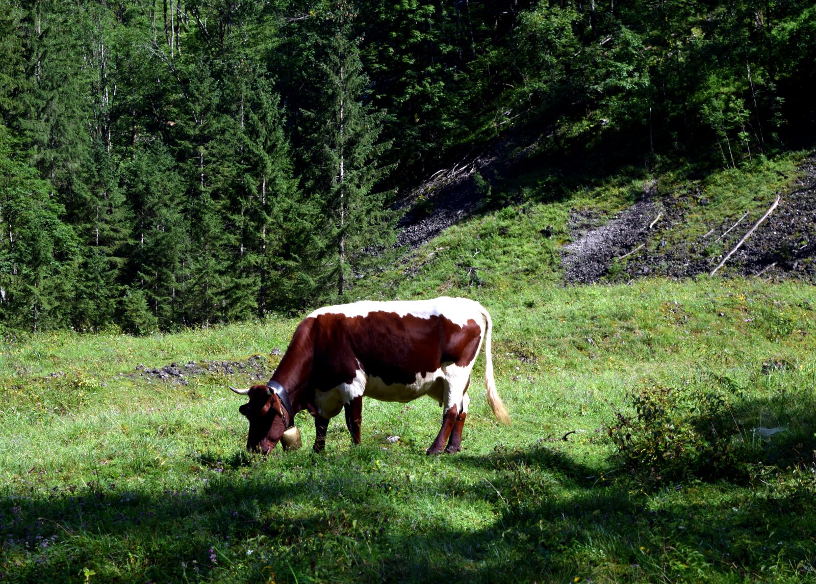Nikon D5300 sample photo. Cow, mountains, nature photography