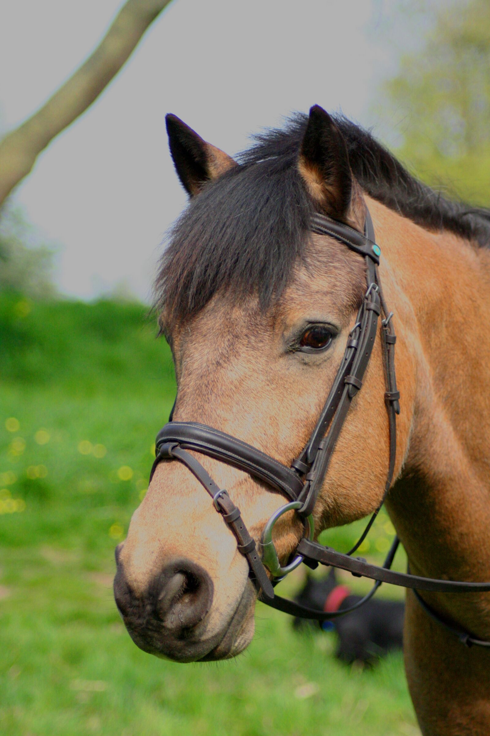 Canon EOS 350D (EOS Digital Rebel XT / EOS Kiss Digital N) sample photo. Horse, looking, pony photography