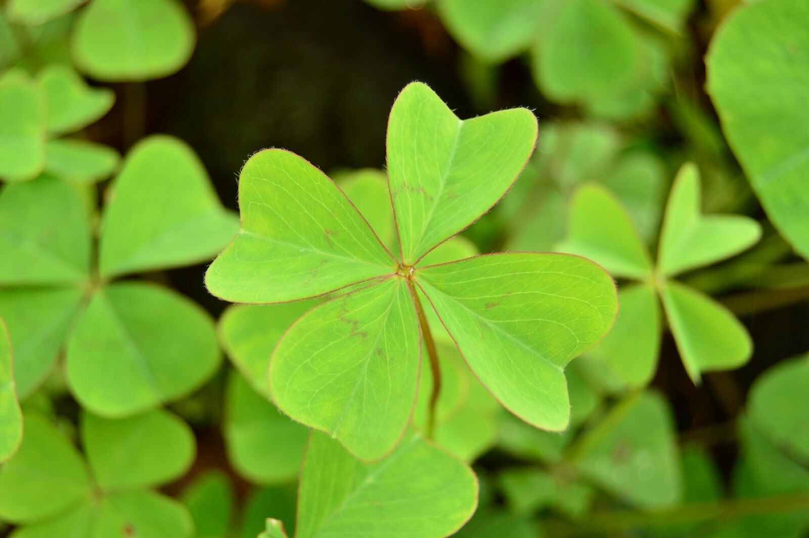 Nikon D3200 sample photo. Clover, four, leaves photography