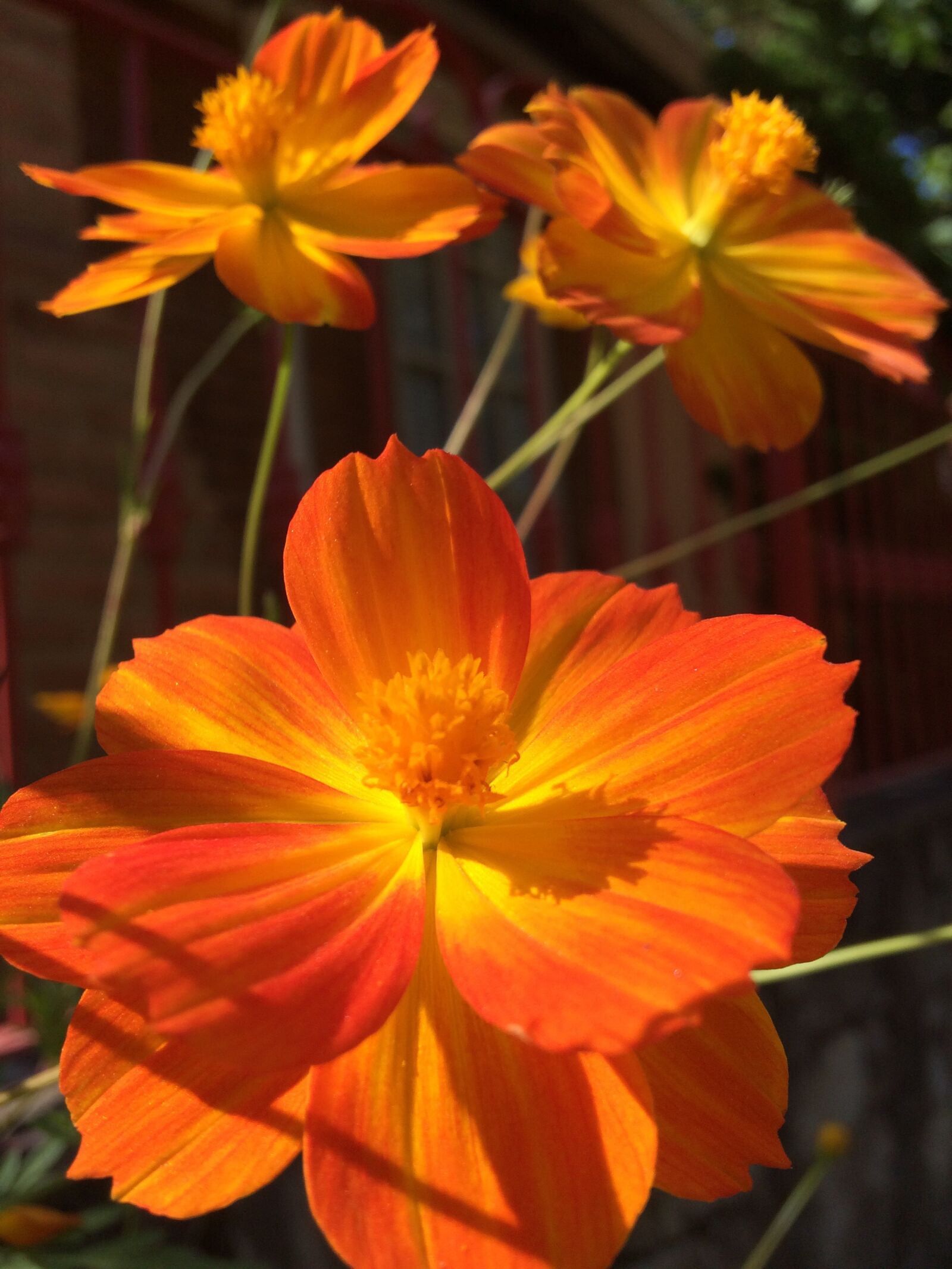 iPhone 5s back camera 4.15mm f/2.2 sample photo. Flower, light, spring photography