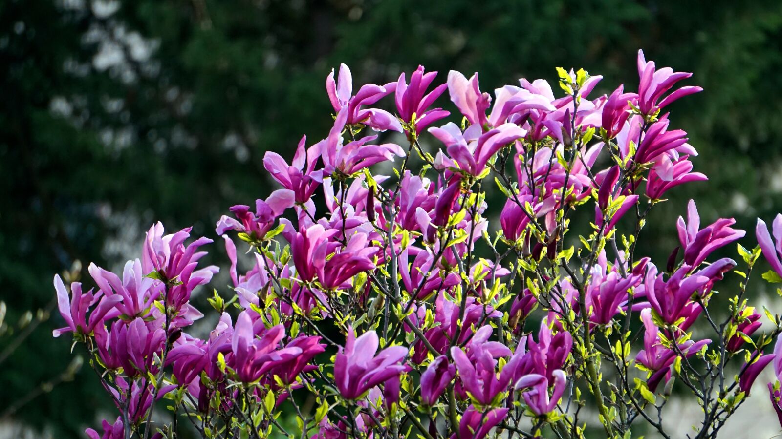 Sony Alpha a5000 (ILCE 5000) + Sony E 55-210mm F4.5-6.3 OSS sample photo. Flower, nature, plant photography