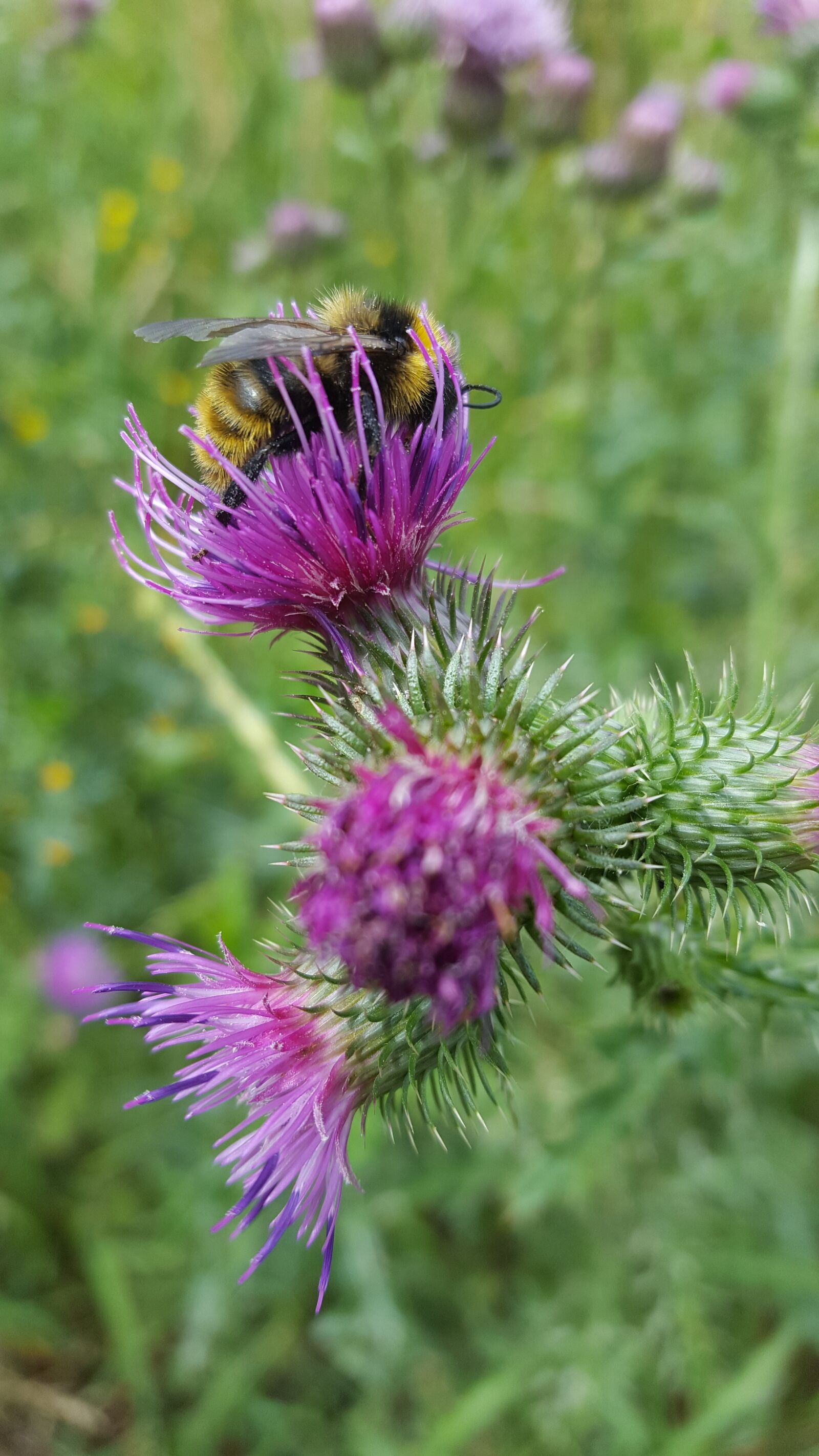 Samsung GALAXY S6 edge sample photo. Bee, bees, thistle photography