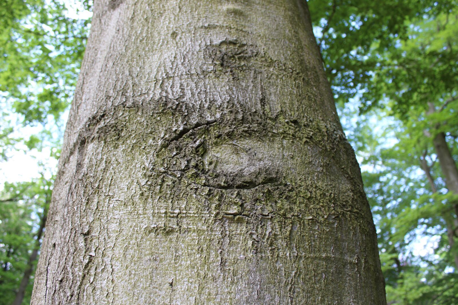 Canon EOS 1300D (EOS Rebel T6 / EOS Kiss X80) sample photo. Log, tree, forest photography