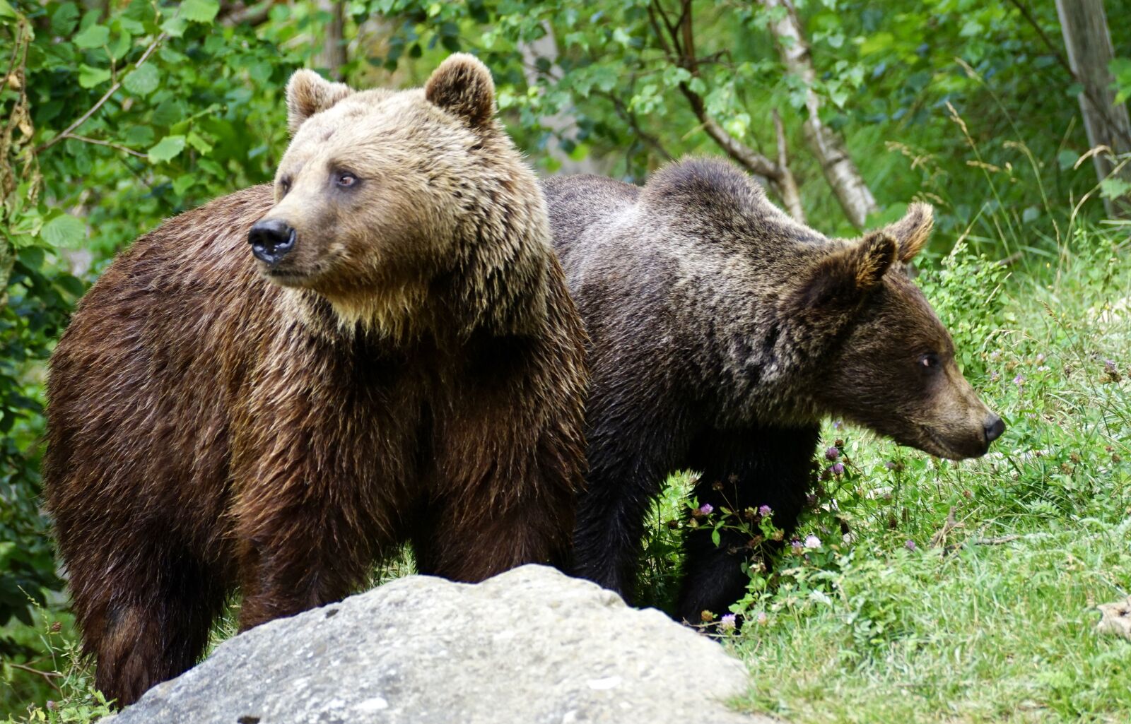 Sony DT 55-300mm F4.5-5.6 SAM sample photo. Bear, brown bears, animals photography