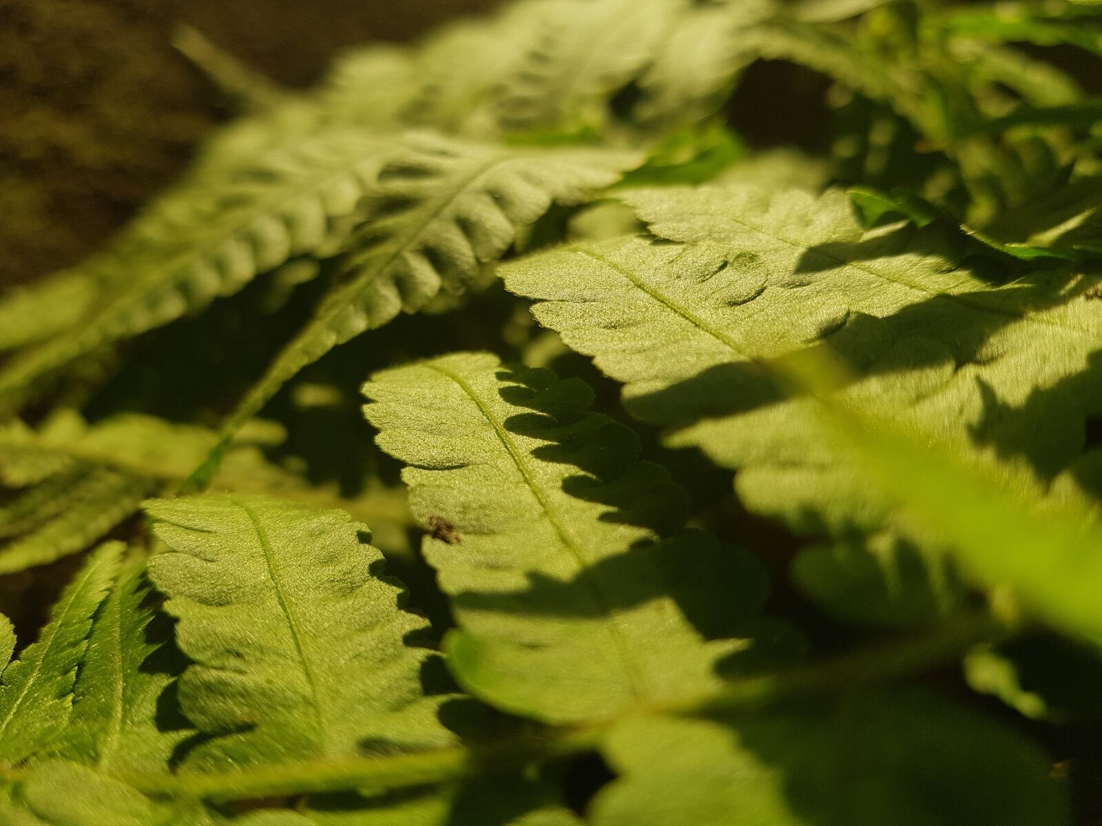 Samsung Galaxy S8+ sample photo. Green, nature, sun photography