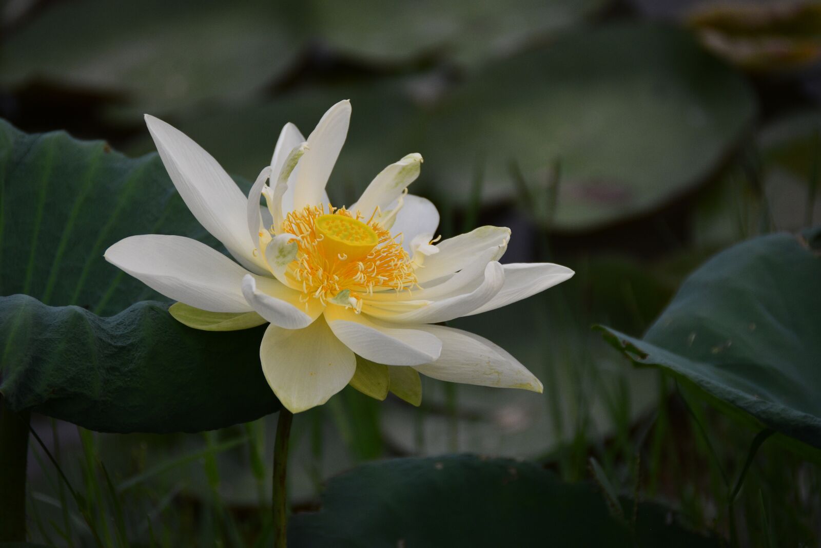Nikon D7200 sample photo. Lotus, flower, pond photography