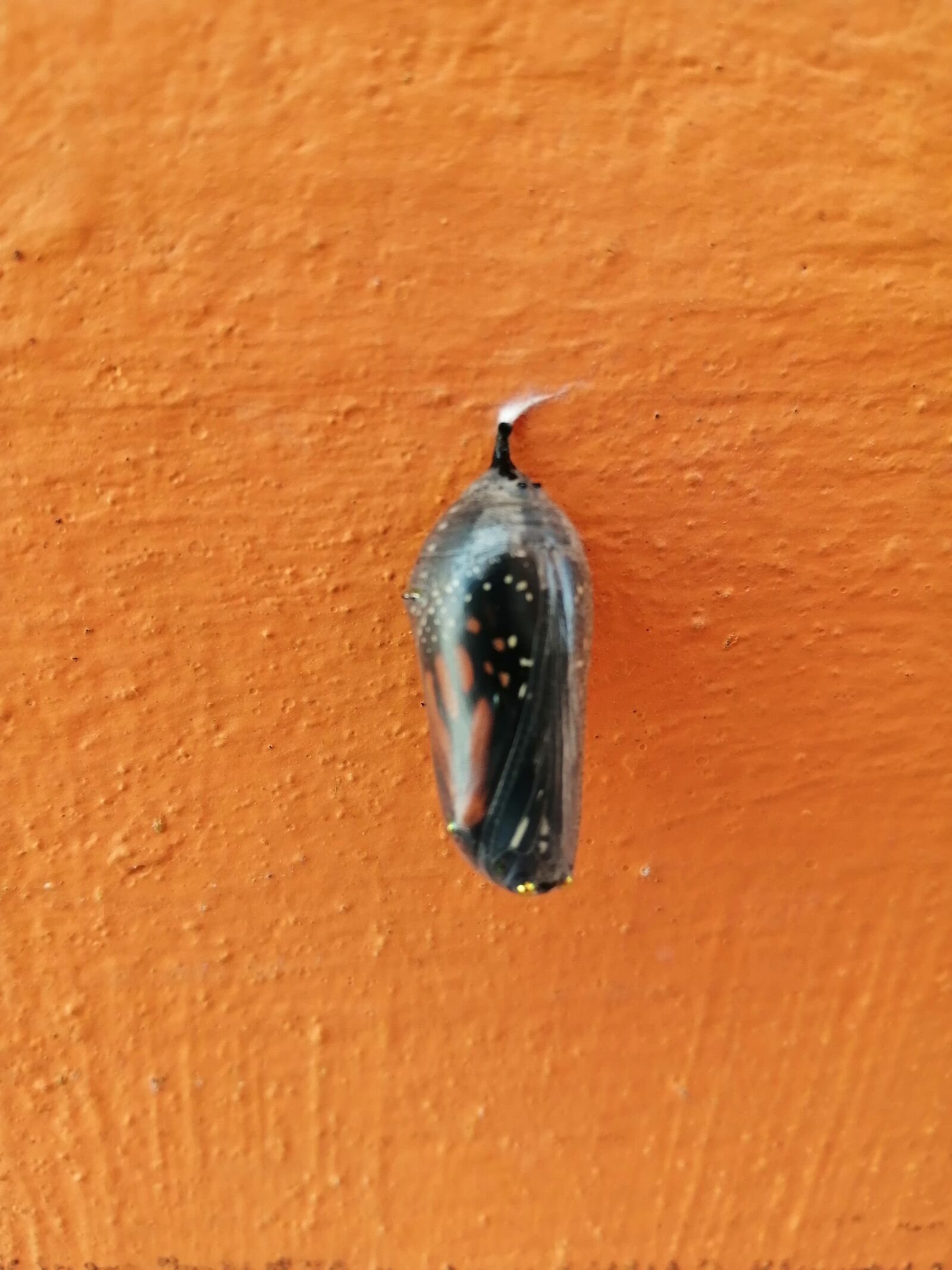 HUAWEI POT-LX3 sample photo. Cocoon, metamorphosis, butterfly photography