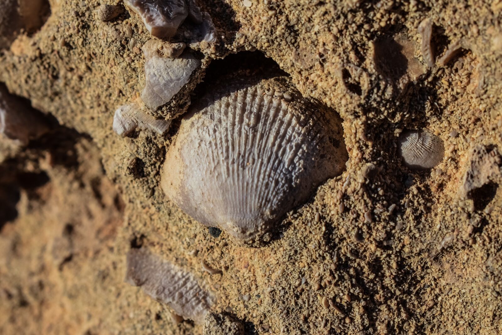 Nikon D3300 sample photo. Petrification, fossil, shells photography