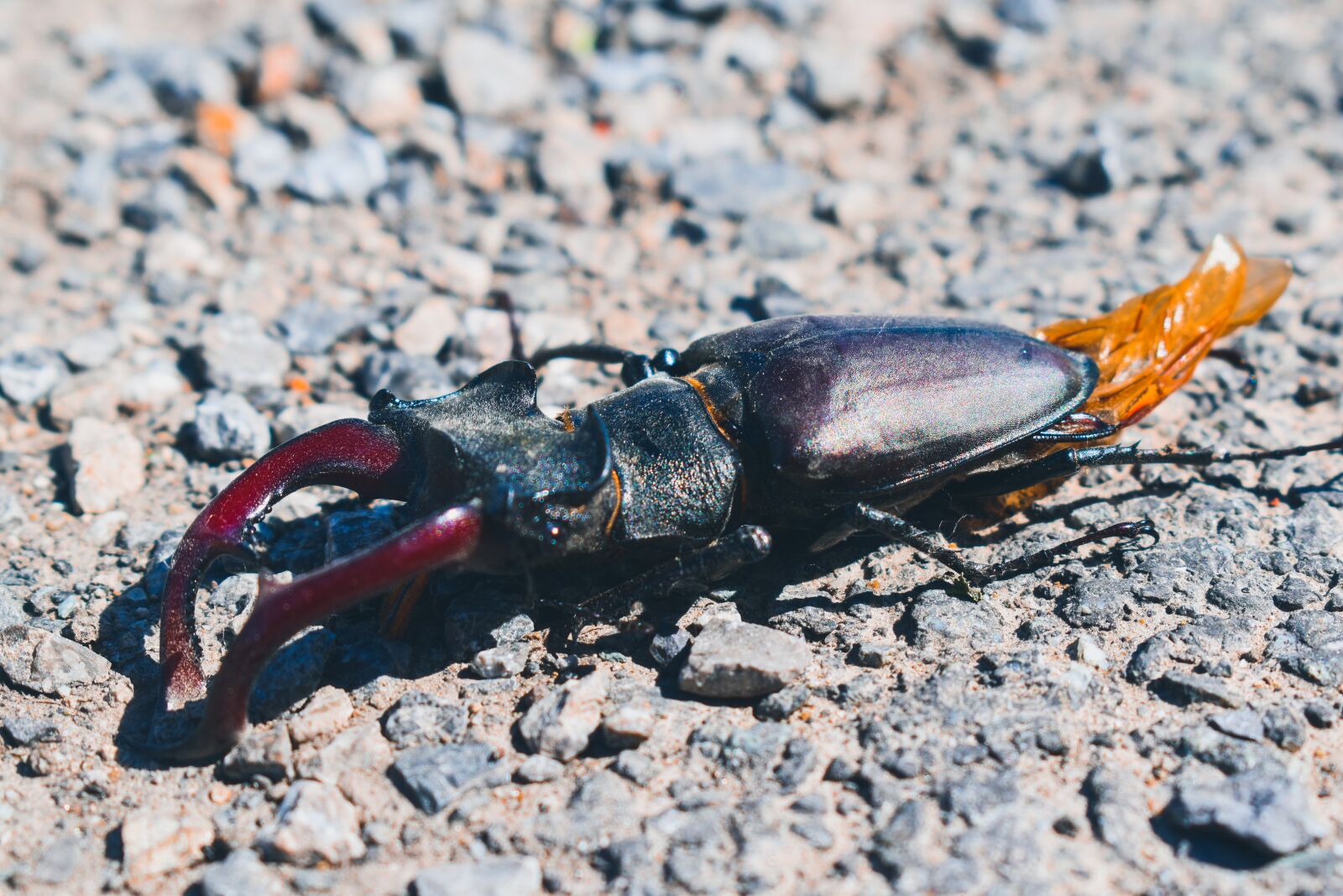 Nikon D3500 sample photo. Stag-beetle, black, red photography