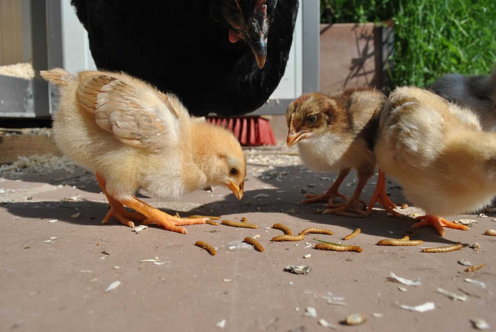 Nikon D3000 sample photo. Chicken, chickens, chicks photography