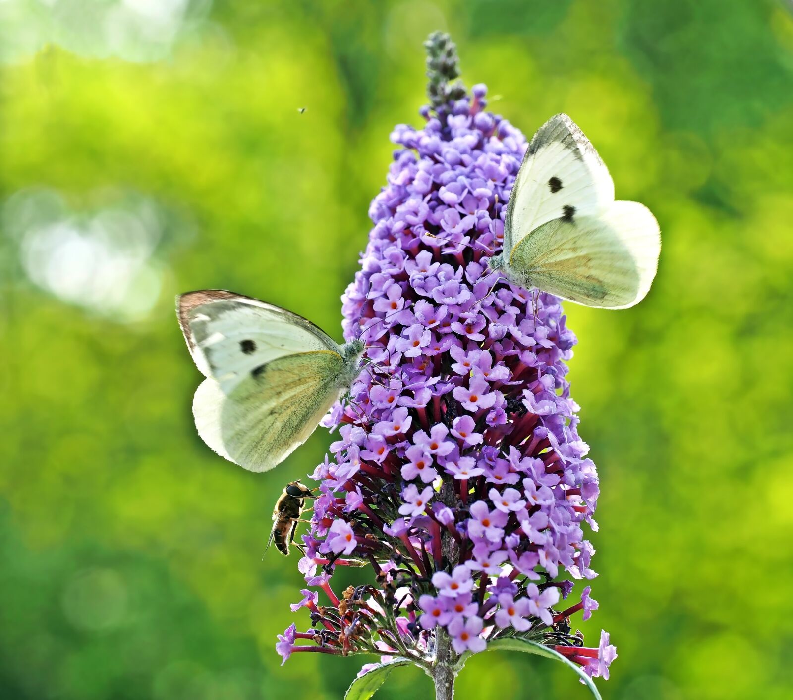 Olympus OM-D E-M5 sample photo. Lilac, butterfly, butterflies photography