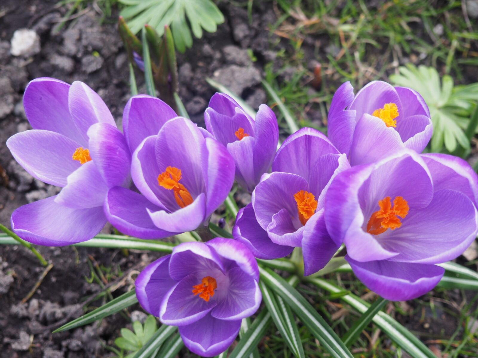 Olympus OM-D E-M10 sample photo. Crocus, purple, flower bulbs photography
