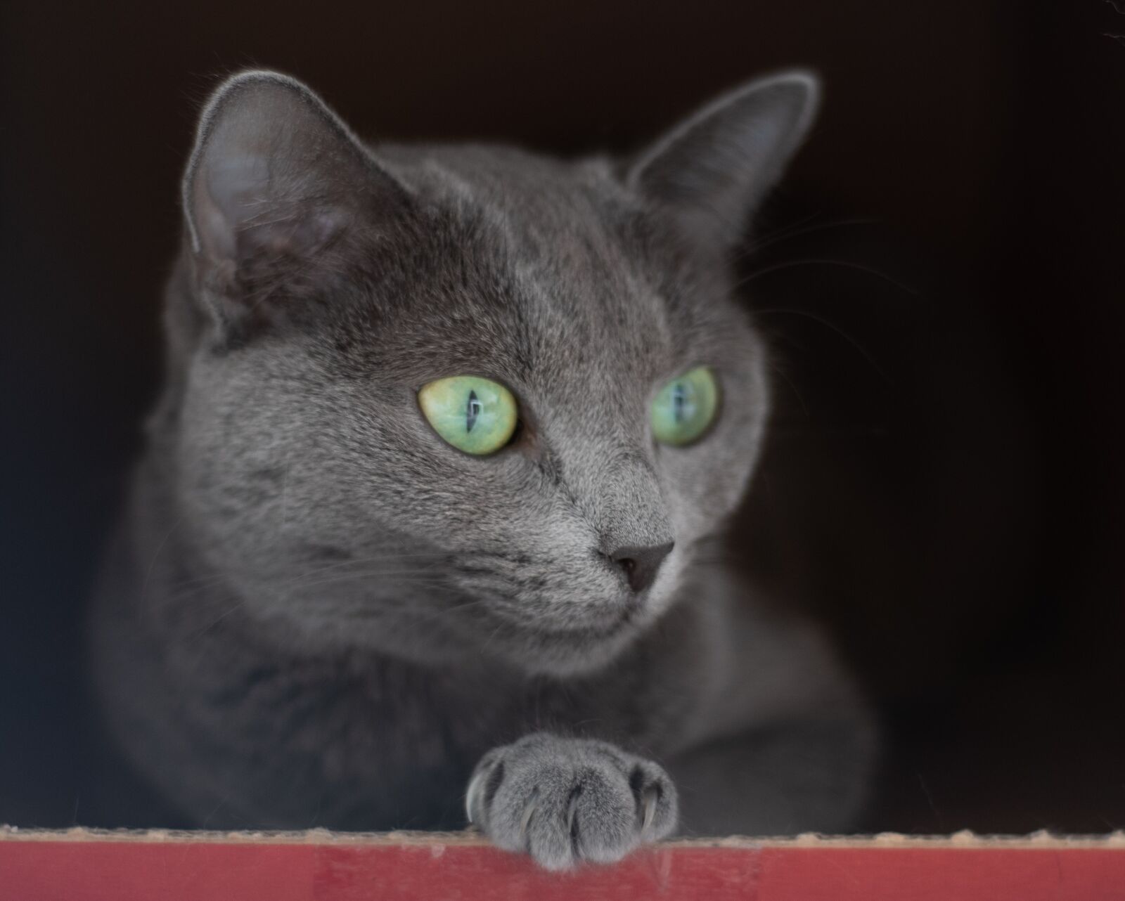 Nikon D750 sample photo. Cat, animal, recreation photography