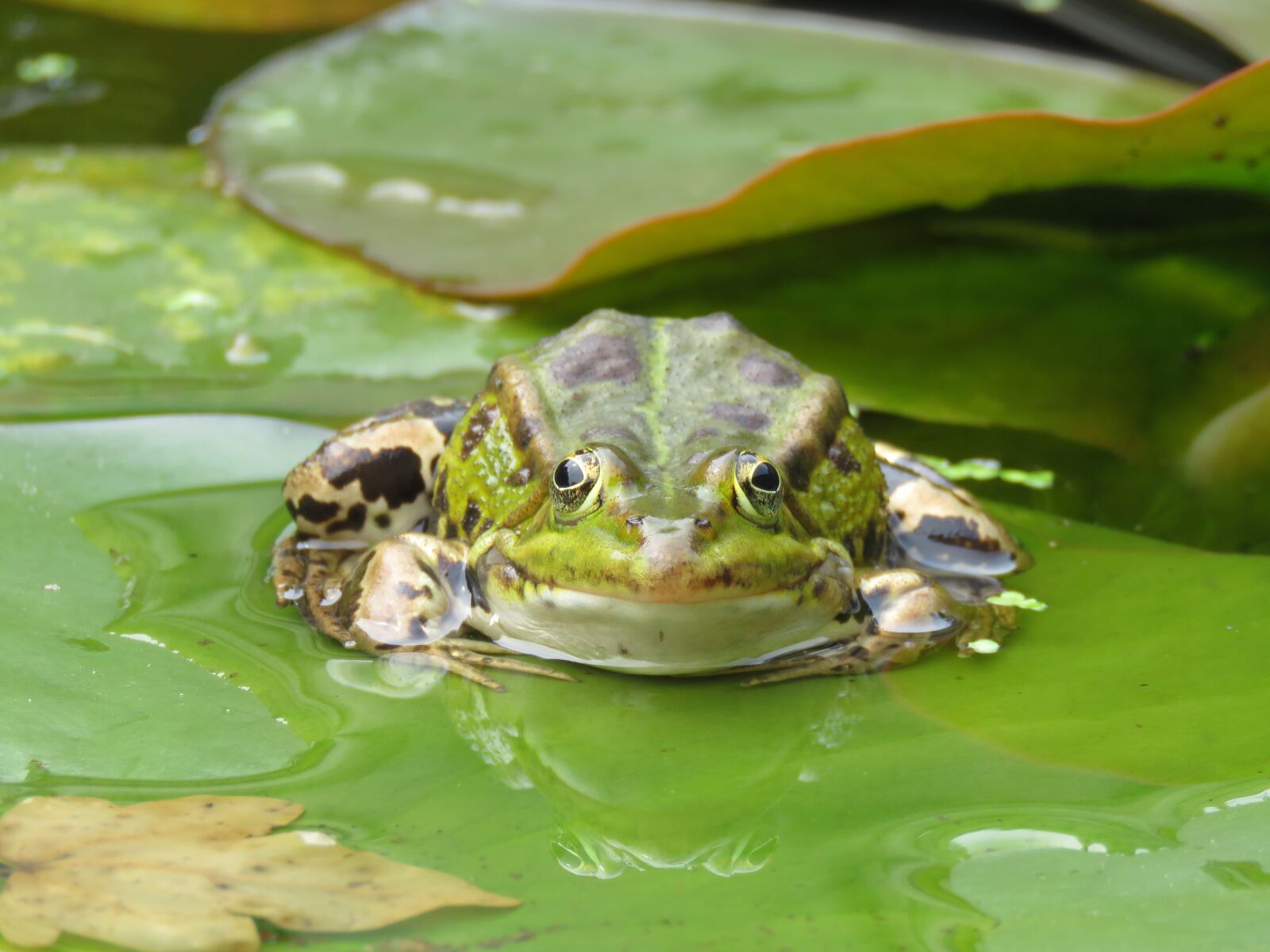 Canon PowerShot SX60 HS sample photo. Frog, lily pad, pond photography