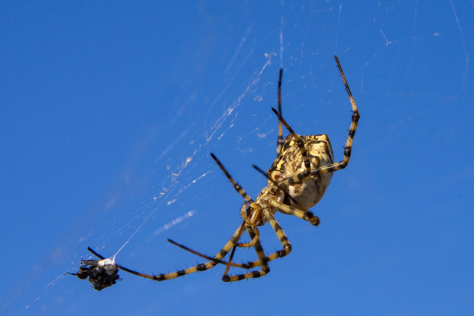 Nikon D600 sample photo. Spider, spider web, nature photography