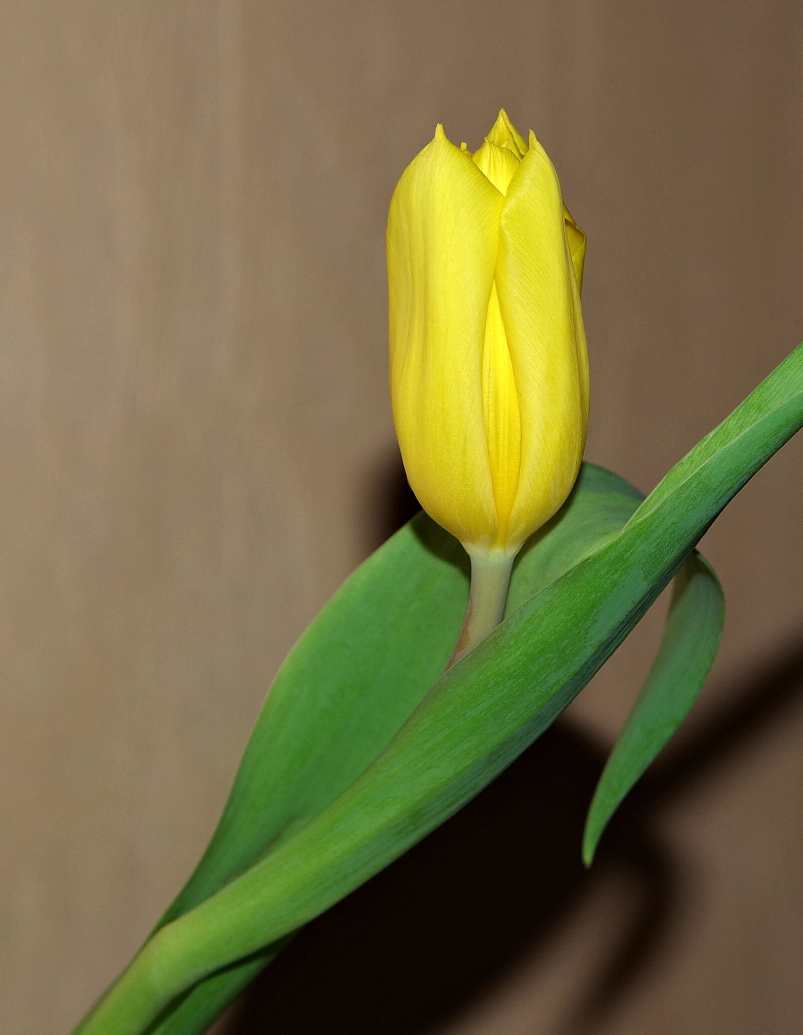 Pentax K-S2 sample photo. Flower, tulip, yellow photography