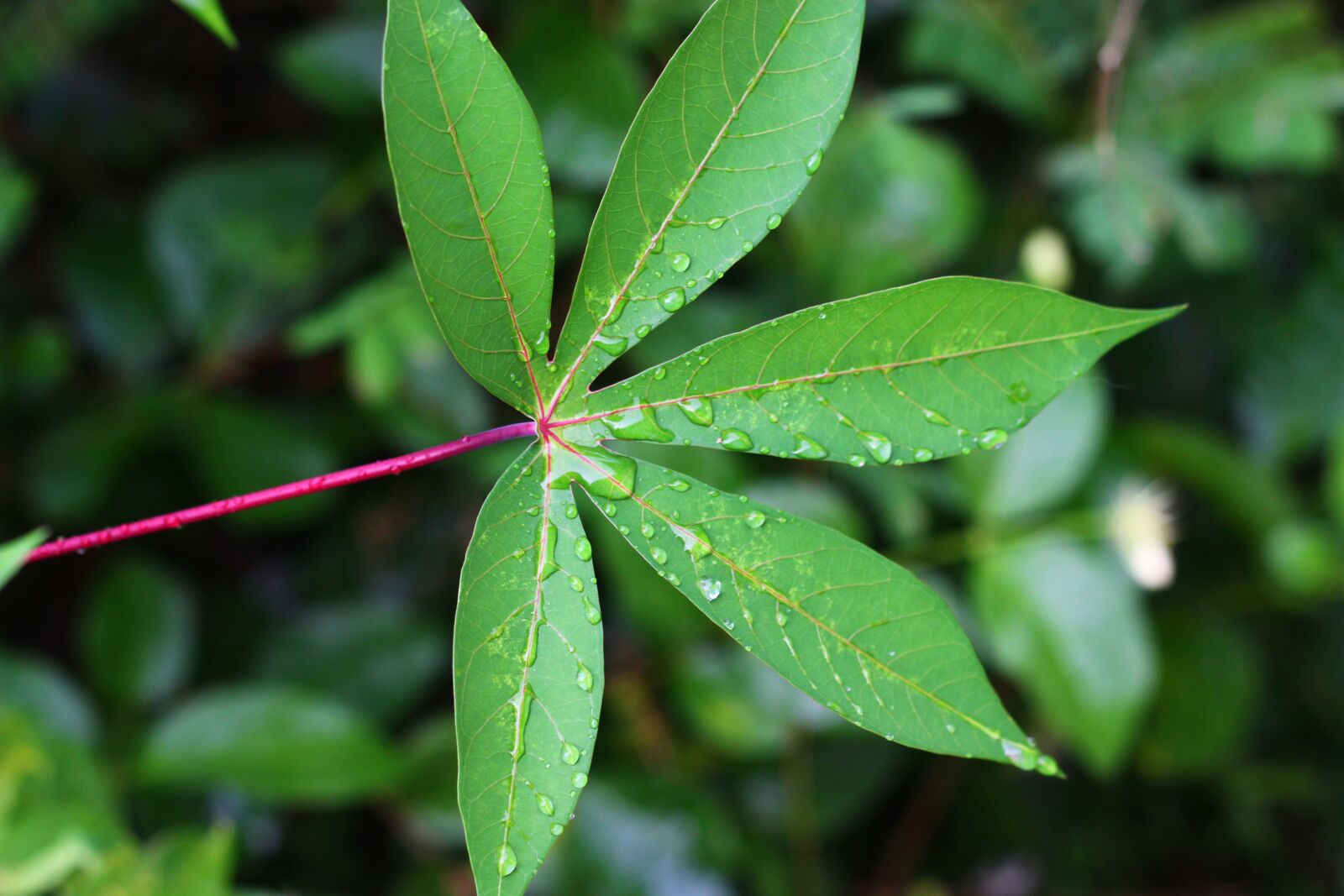 Canon EOS 600D (Rebel EOS T3i / EOS Kiss X5) + Canon EF 50mm F1.8 II sample photo. Leaf, leaf tapioca, tapioca photography