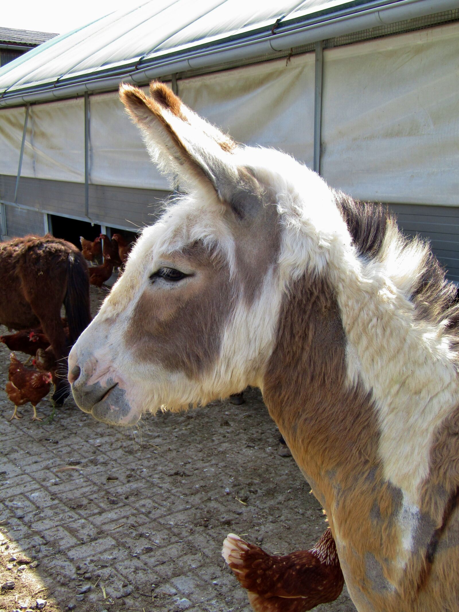 Canon POWERSHOT SX432 IS sample photo. Donkey, animal, chickens photography