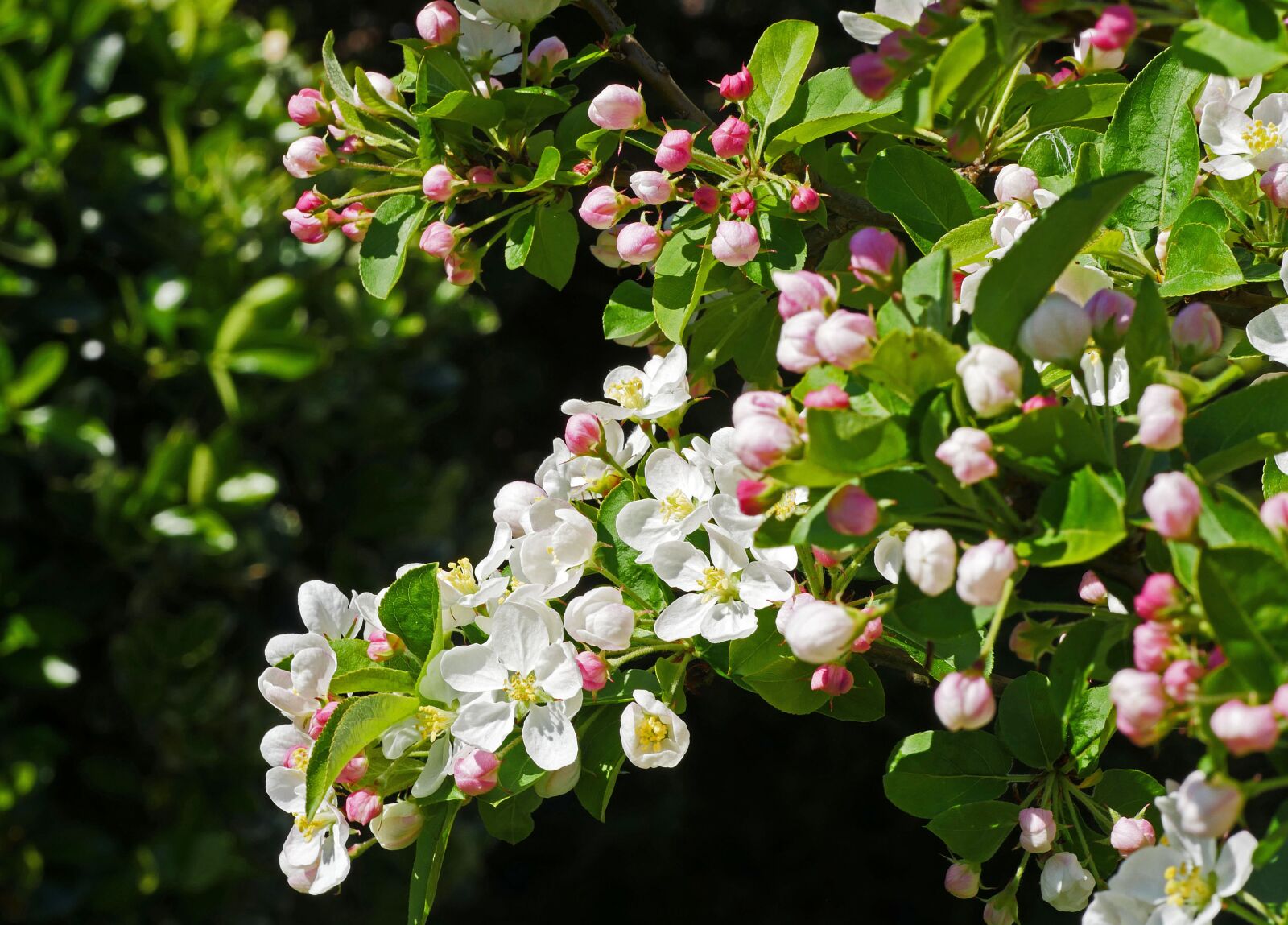 Panasonic Lumix DMC-GX8 sample photo. Apple blossom, branch, flowers photography