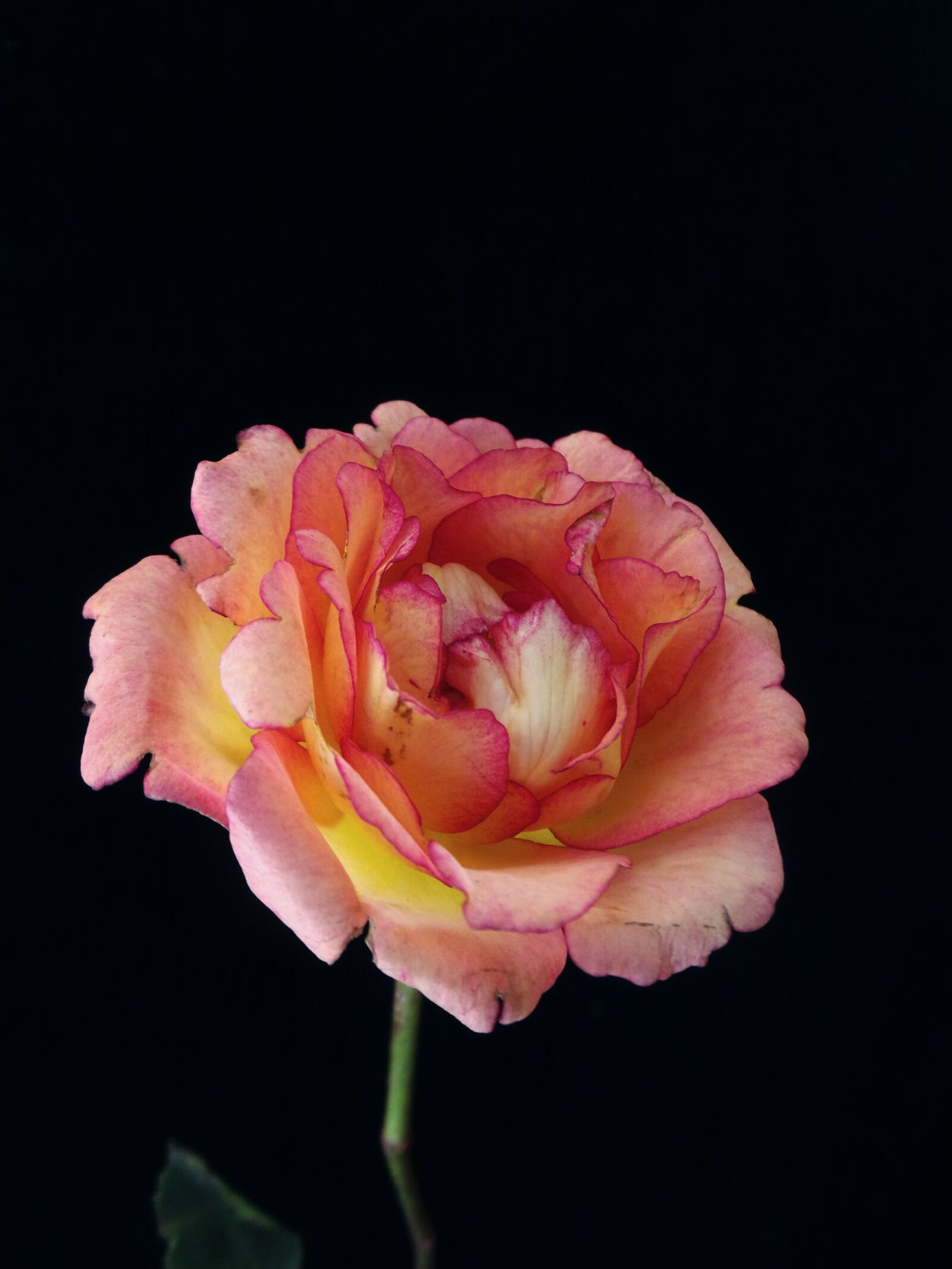 Samsung Galaxy Camera (Wi-Fi) sample photo. Rose, photography, flower photography