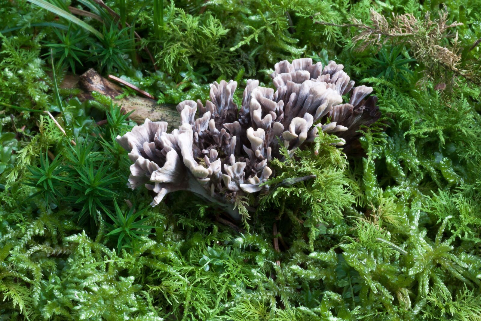 Canon EOS 50D sample photo. Keulenpilz, coral-like, ridge coral photography