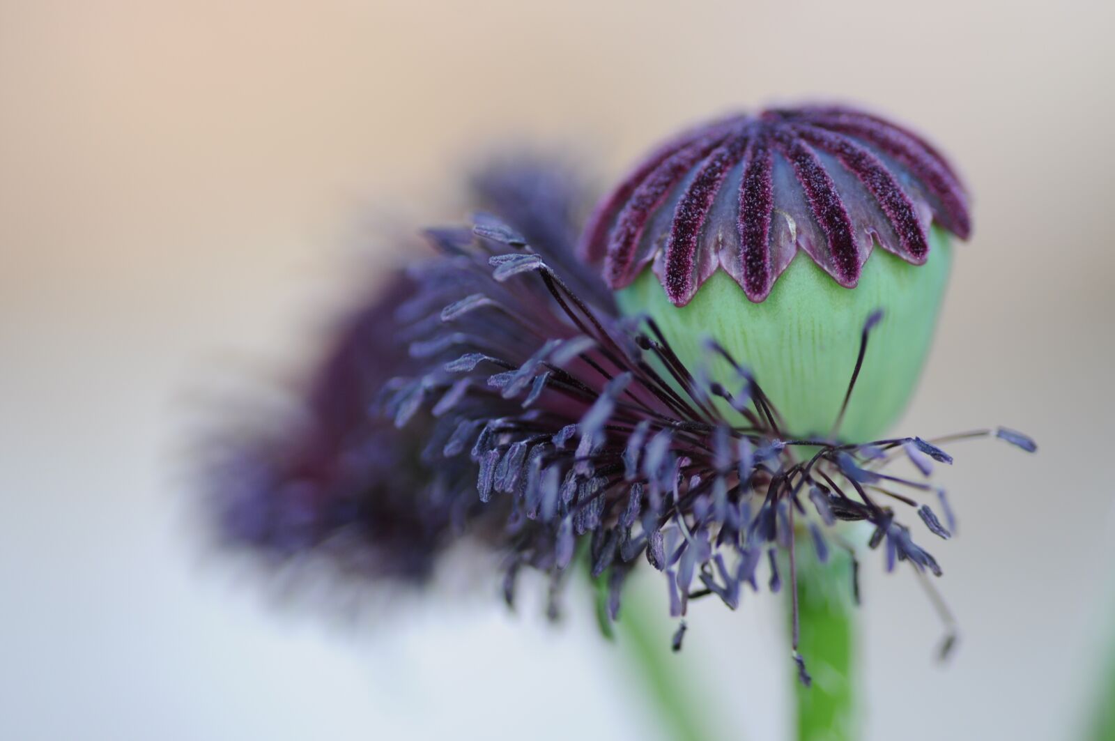 Nikon D5000 sample photo. Poppy, seedpod, flowering photography