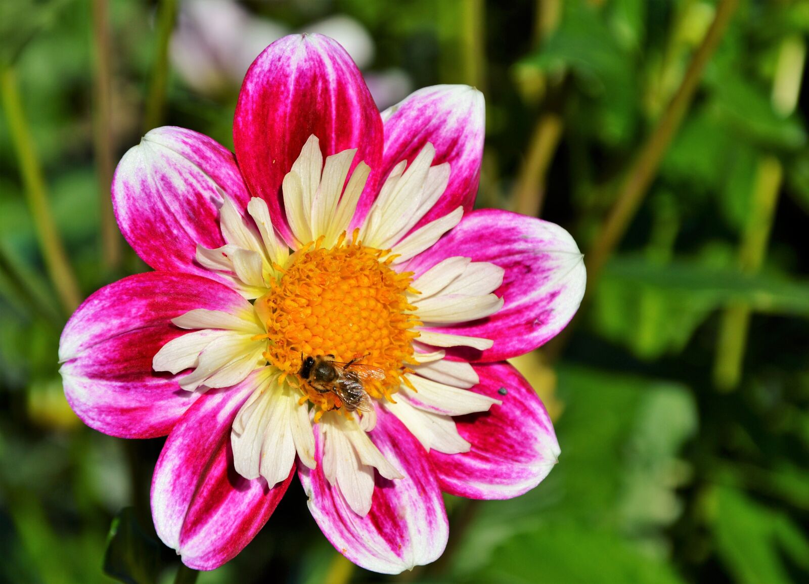 Nikon D3200 sample photo. Dahlia, dahlia flower, blossom photography
