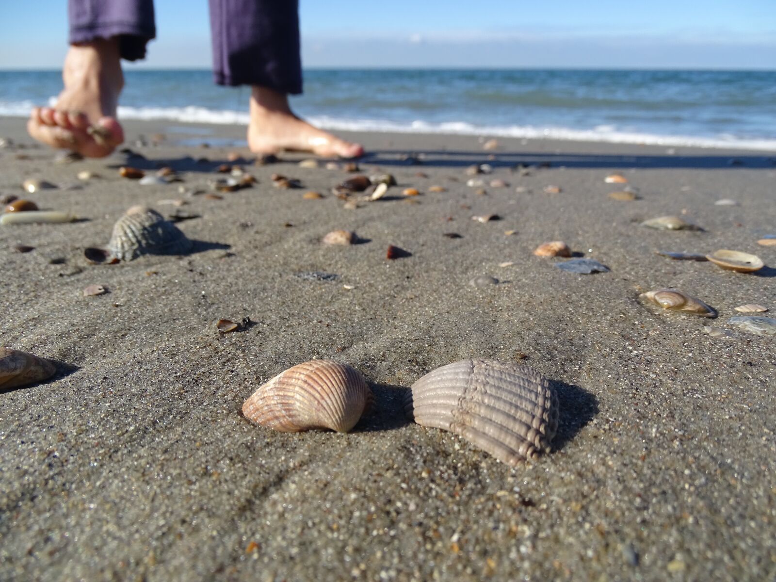 Sony Cyber-shot DSC-HX400V sample photo. Sea, beach, shell photography