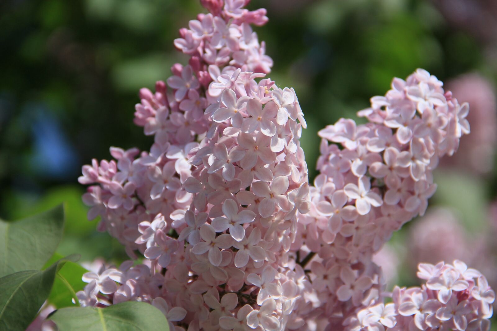 Canon EOS 100D (EOS Rebel SL1 / EOS Kiss X7) sample photo. Lilac, early summer, flowers photography