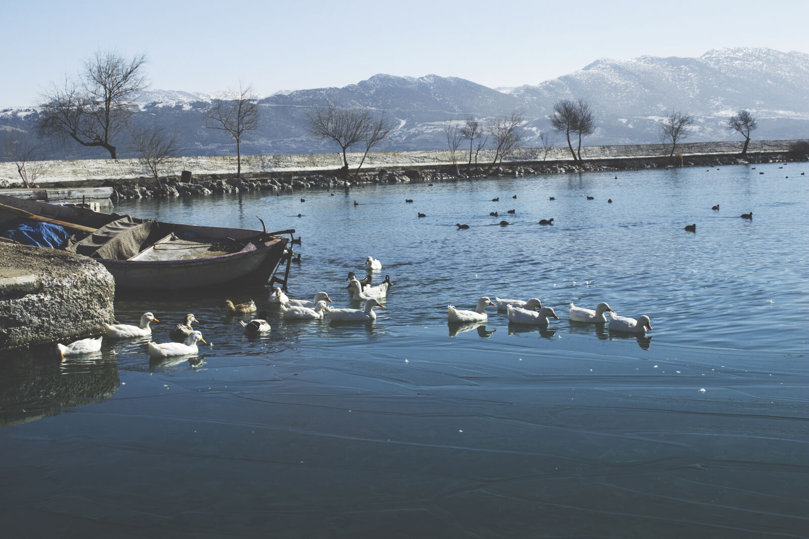Canon EOS 700D (EOS Rebel T5i / EOS Kiss X7i) sample photo. Avian, birds, boat, daylight photography