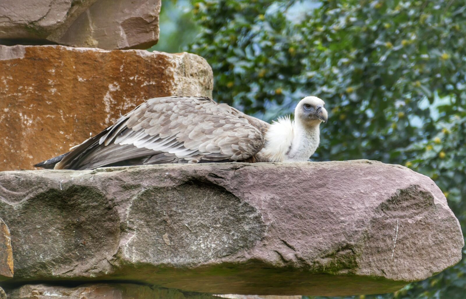 Panasonic Lumix DMC-FZ1000 sample photo. Vulture, bird, scavengers photography