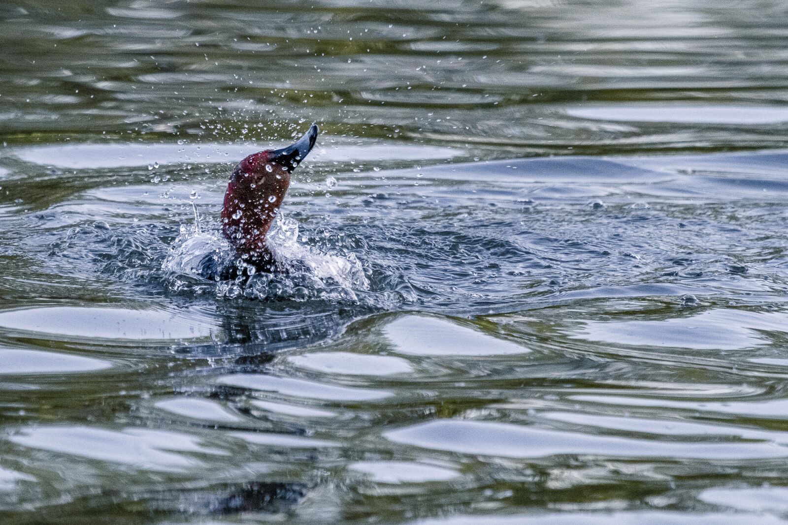 Canon EOS 7D + Canon EF 100-400mm F4.5-5.6L IS USM sample photo. Duck, water, diving photography