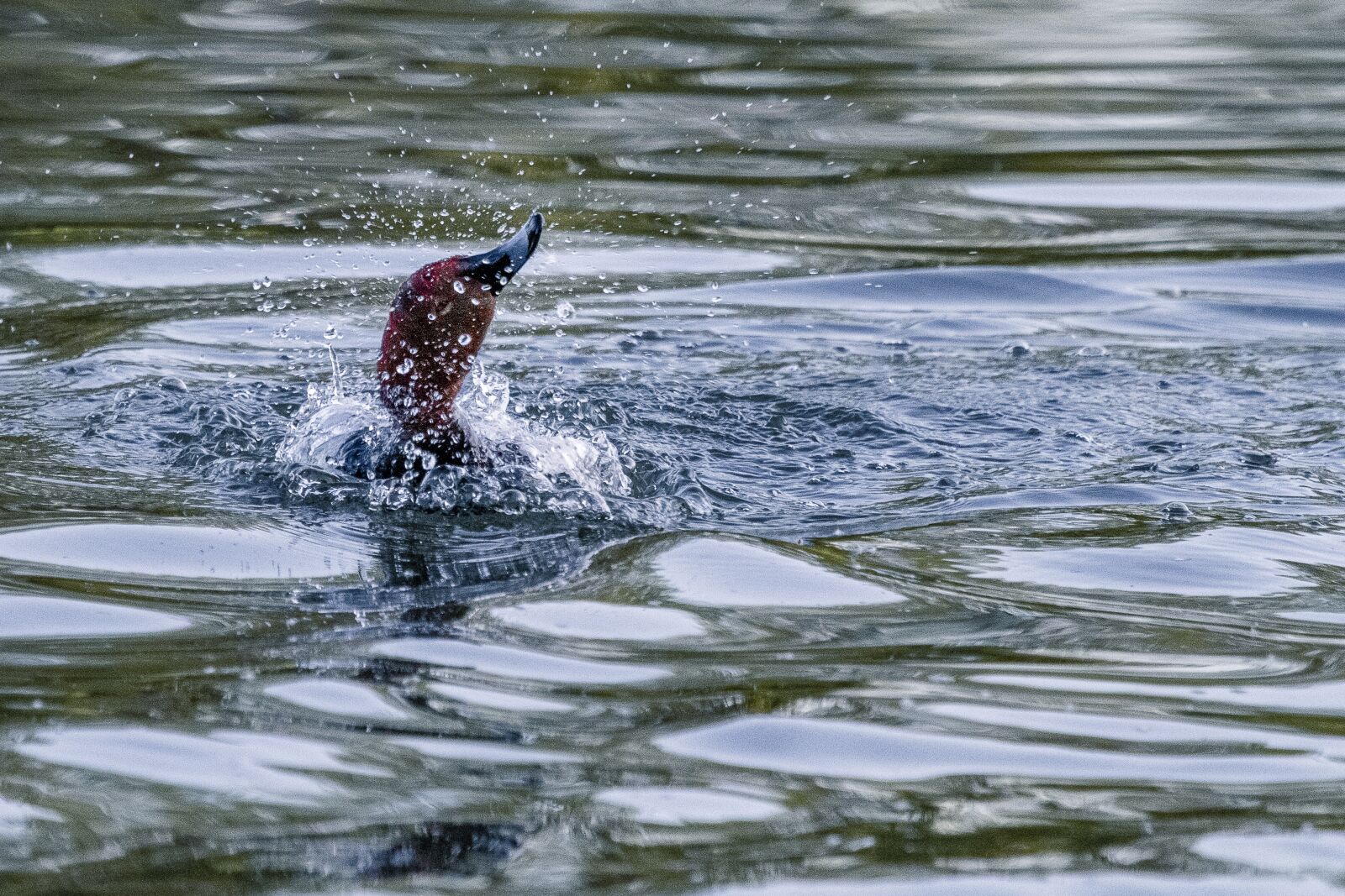 Canon EF 100-400mm F4.5-5.6L IS USM sample photo. Duck, water, diving photography