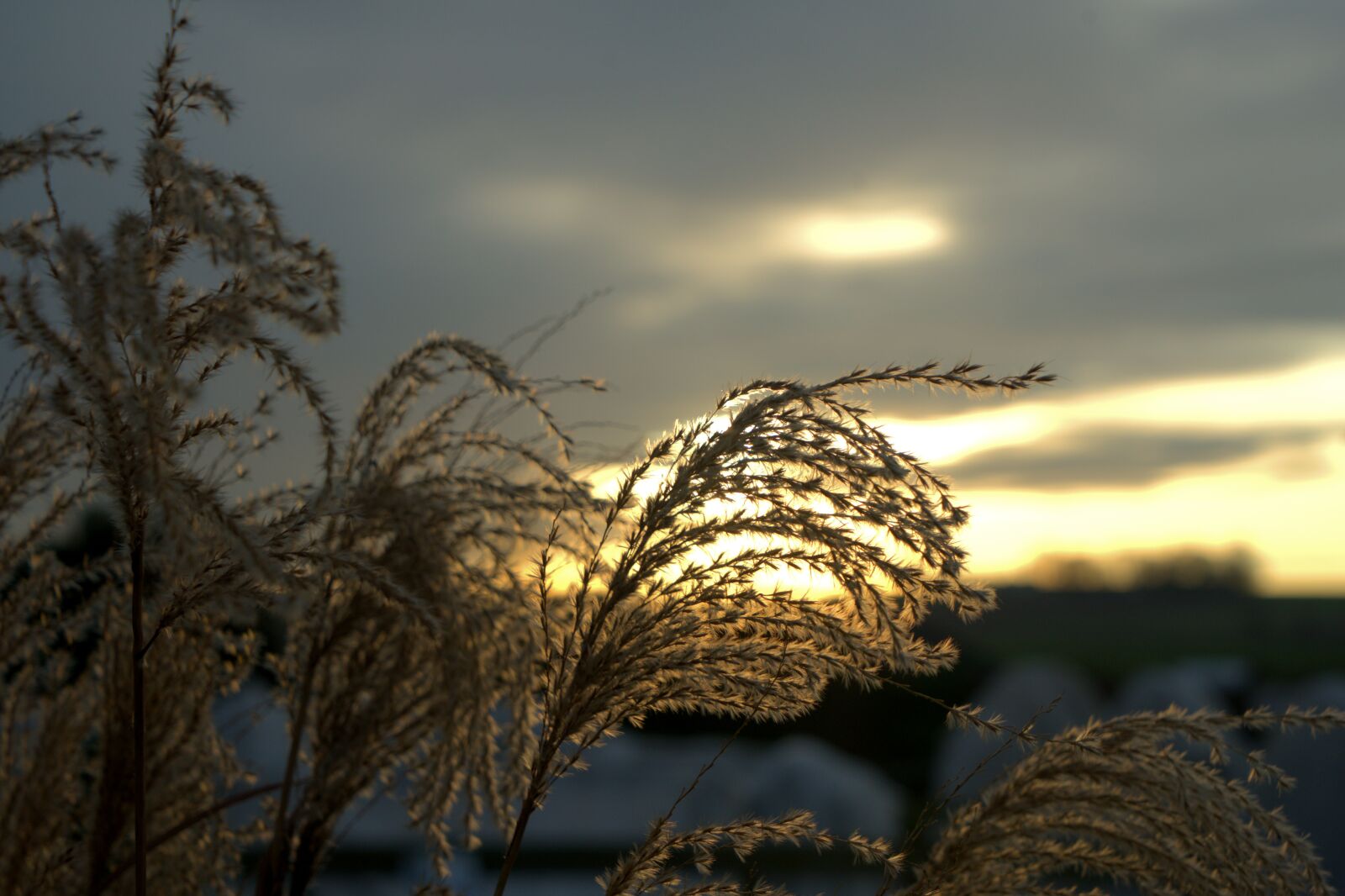 Sony a7 II sample photo. Sunset, sunshine, grass photography