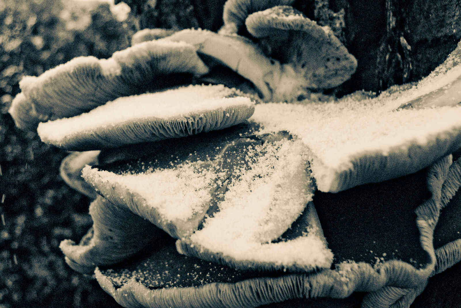 Nikon D200 sample photo. Forest, mushroom, snow photography