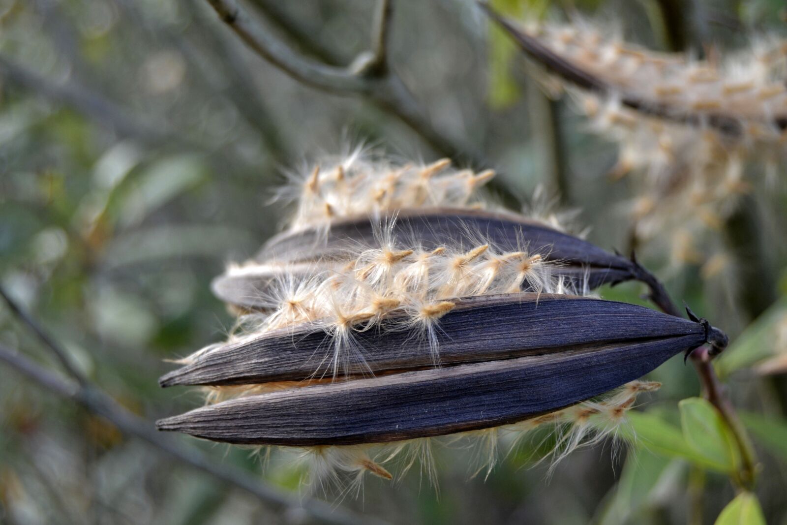 Nikon D3100 sample photo. Seeds, nature, pods photography